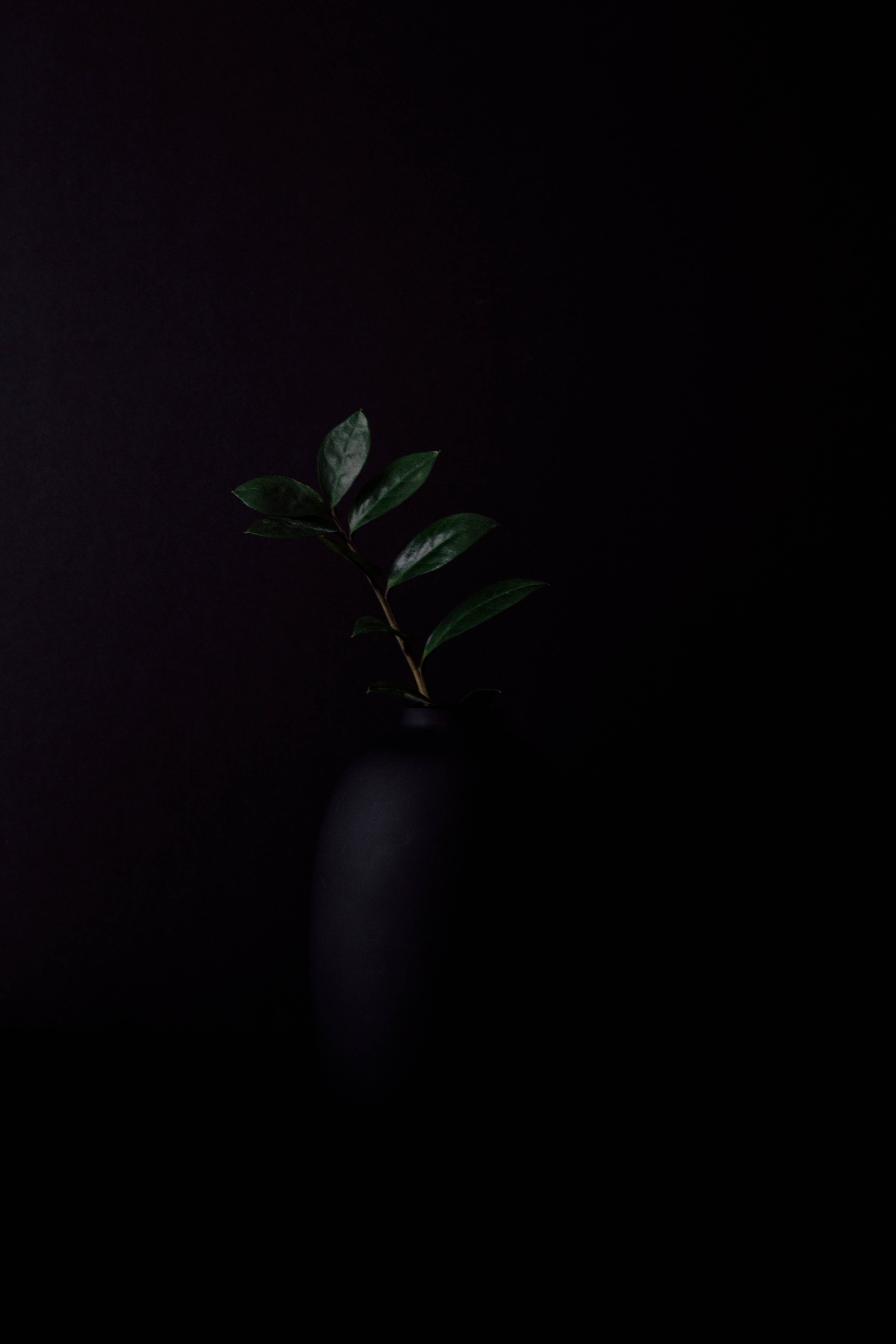 深綠色動畫 桌布 壁紙 — 一株綠色嫩芽從啞光黑色花瓶冒出，背景是深黑色。