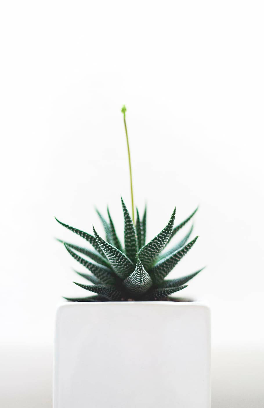 Plant Aesthetic 桌布 壁紙 — 一株綠色斑馬多肉植物種在白色立方體花盆中，置於明亮的白色背景前。