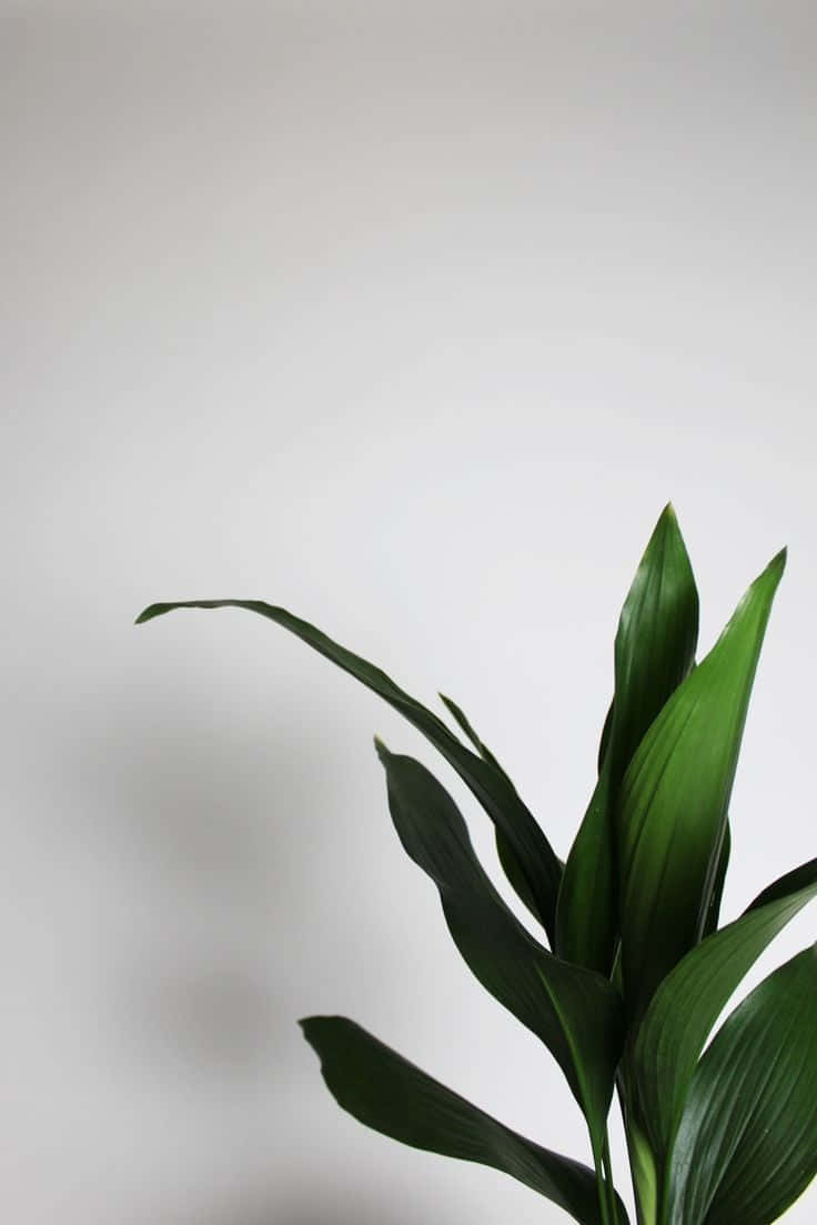 Plant Aesthetic 桌布 壁紙 — 一株綠色葉子植物在柔和漸變的白色背景上，帶有輕柔的陰影。