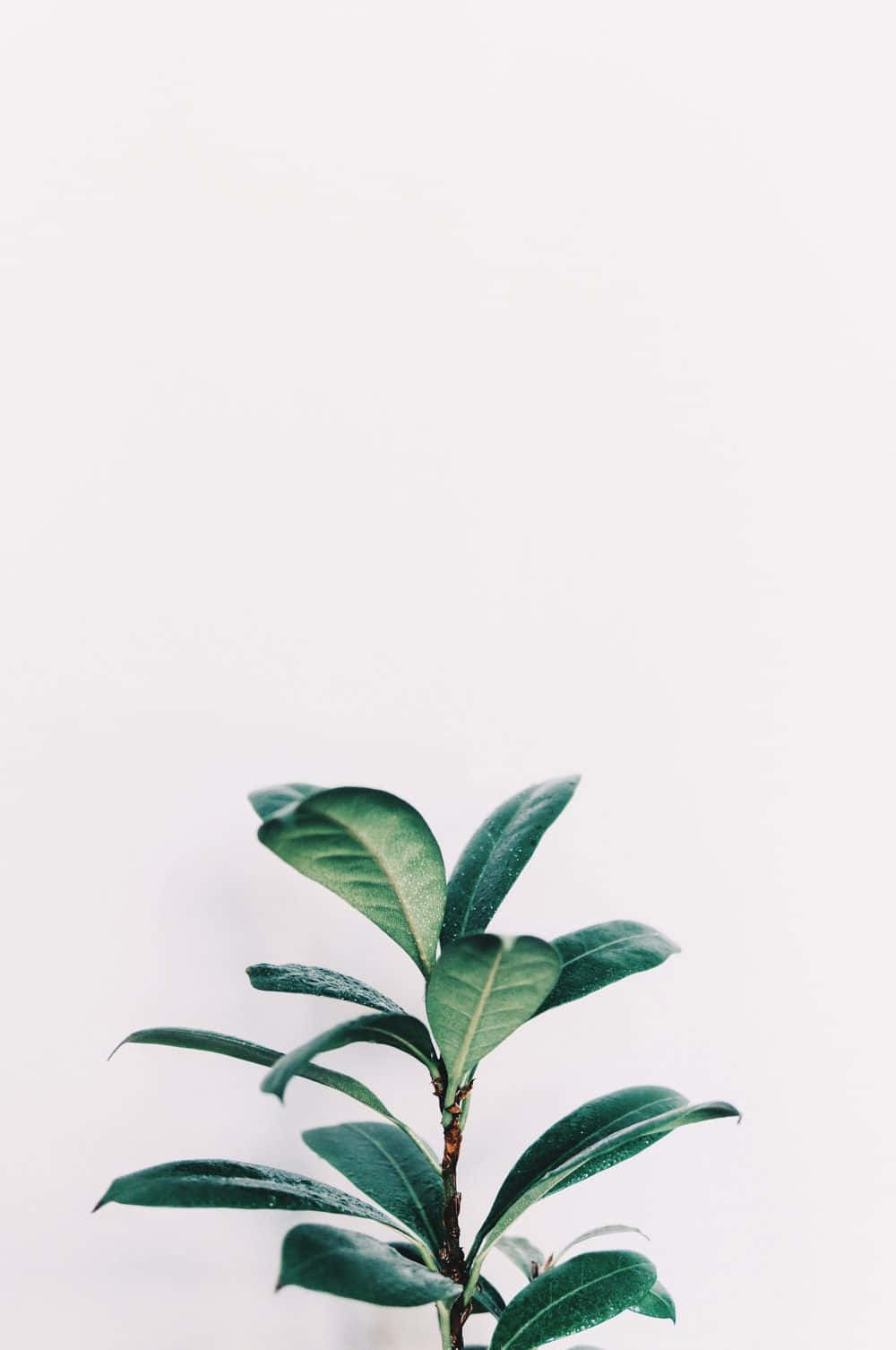 桌布 壁紙 — 一株綠色葉子植物在極簡白色背景上向上發芽，帶有柔和陰影。
