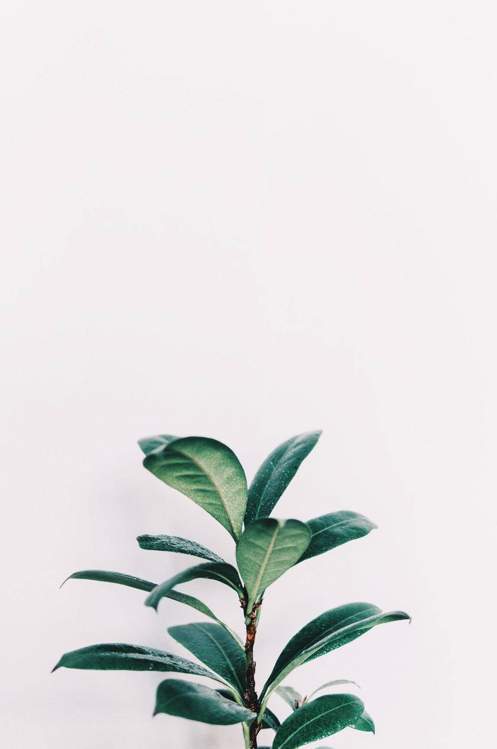 極簡美學 桌布 壁紙 — 一株綠色葉子植物從底部冒出，背景是純白色並帶有柔和陰影。