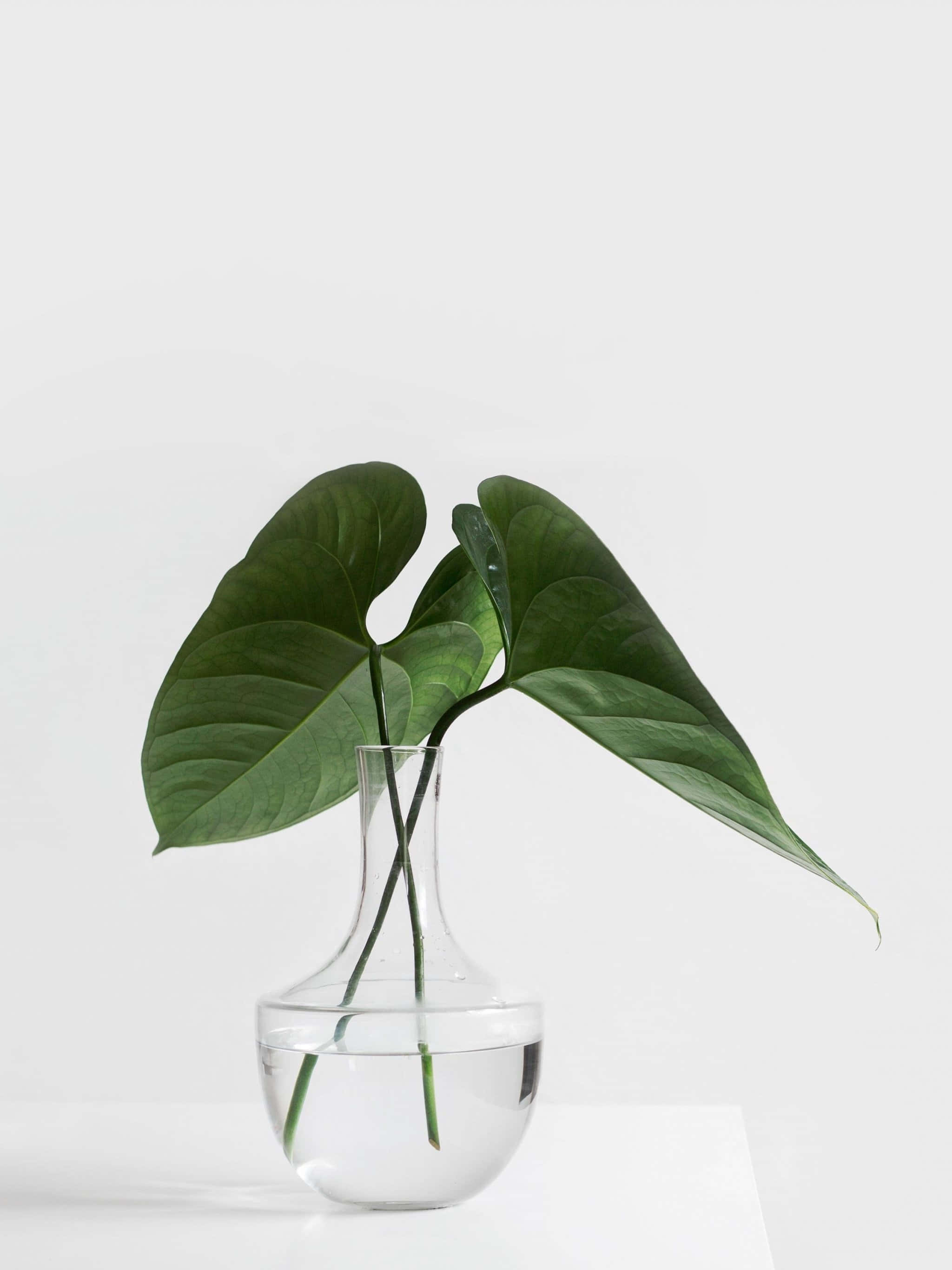 極簡美學動圖 桌布 壁紙 — 一株綠色蔓綠絨植物，帶有光澤的心形葉子，優雅地從一個裝滿水的透明玻璃花瓶伸出，襯托在極簡的白色背景上。