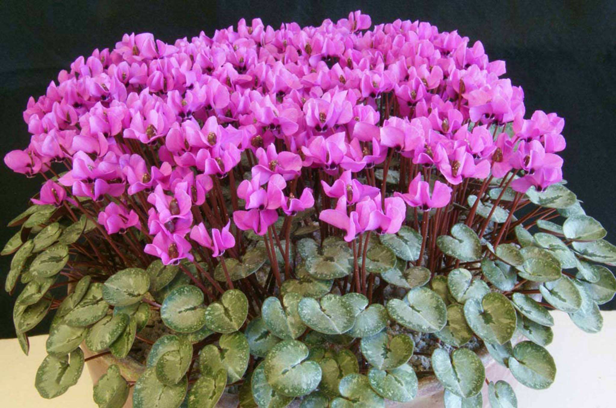 Cyclamen 桌布 壁紙 — 一株茂盛的仙客來植物在深色背景下綻放出充滿活力的粉紅色花朵和光澤的綠色葉子。