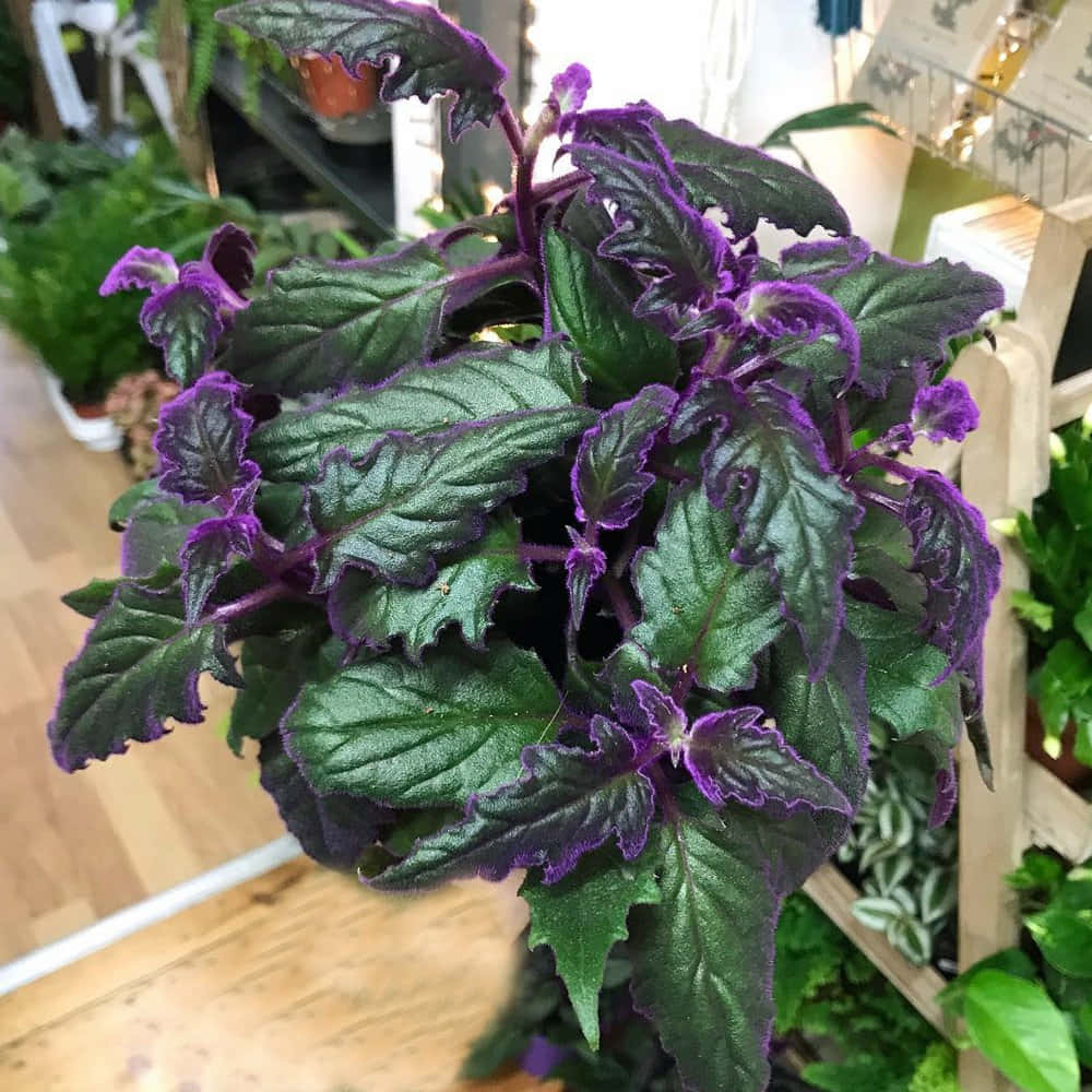 Purple Velvet 桌布 壁紙 — 一株茂盛的植物，深綠色葉片邊緣帶有鮮豔紫色，在明亮的室內花園環境中茁壯成長。