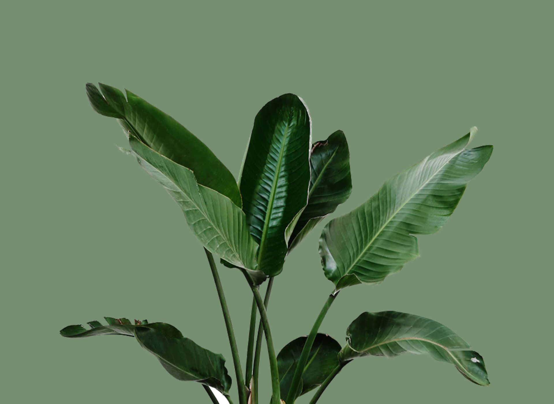 Green Leaves 桌布 壁紙 — 一株茂盛的熱帶植物，擁有寬闊的綠色葉子，矗立在純色鼠尾草綠背景前。