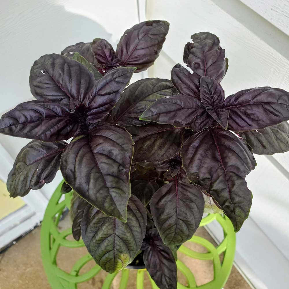 Purple Basil 桌布 壁紙 — 一株茂盛的紫色羅勒植物，葉子光澤，放在一個亮綠色編織盆中，背景是白色木牆。