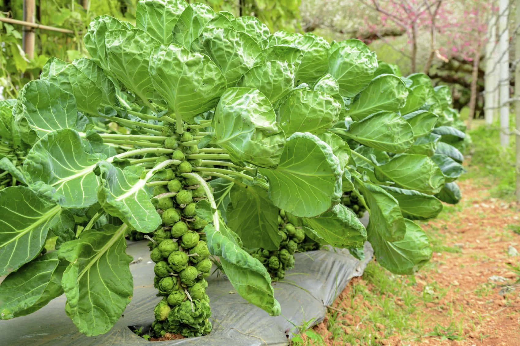 Brussel Sprout 桌布 壁紙 — 一株茂盛的綠色抱子甘藍植物，帶有緊密的花蕾和寬大的葉子，在柔和日光下的花園床中生長。