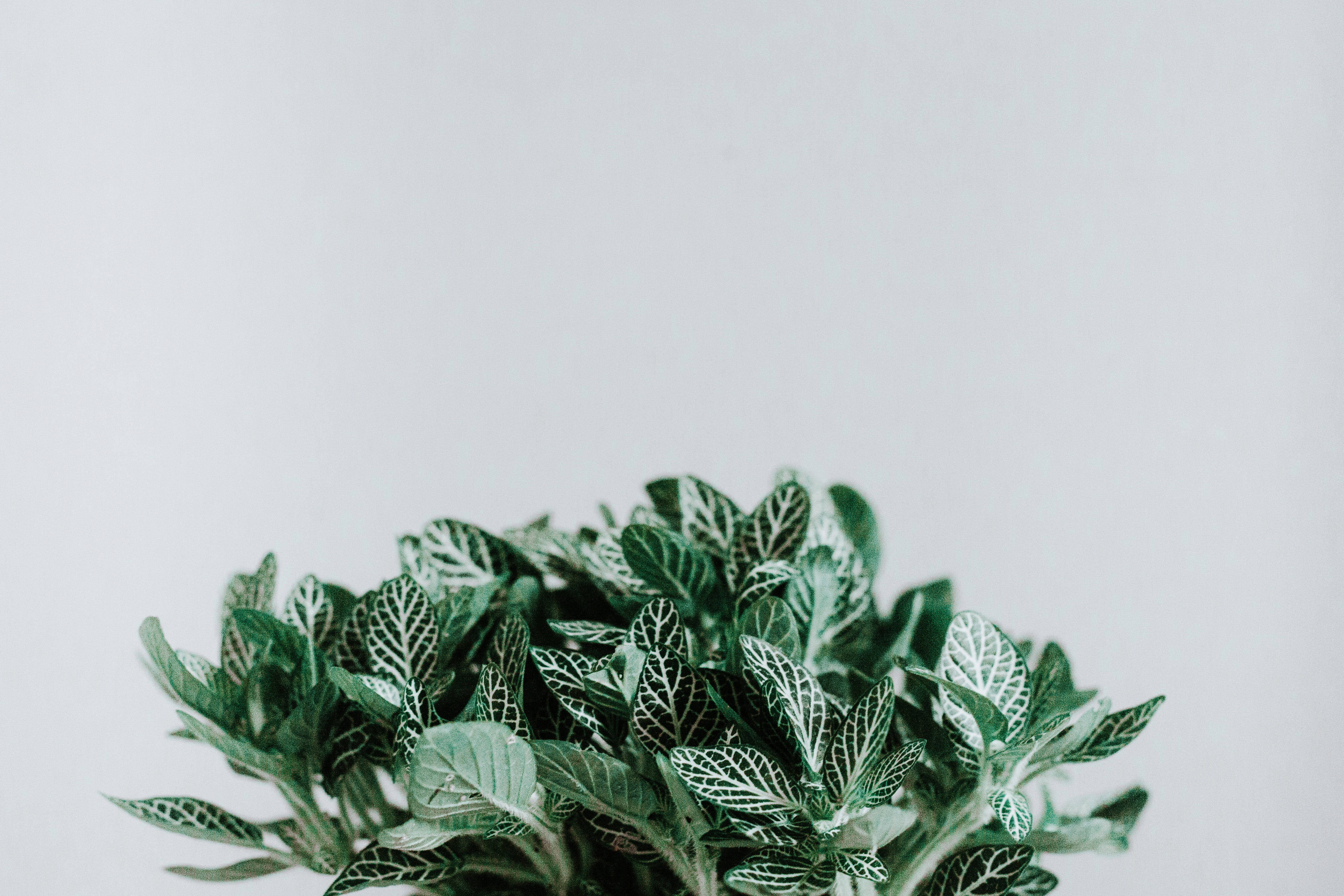 Plant Aesthetic 桌布 壁紙 — 一株茂盛的綠色植物，葉片帶有複雜的白色葉脈，置於柔和的灰色背景前。