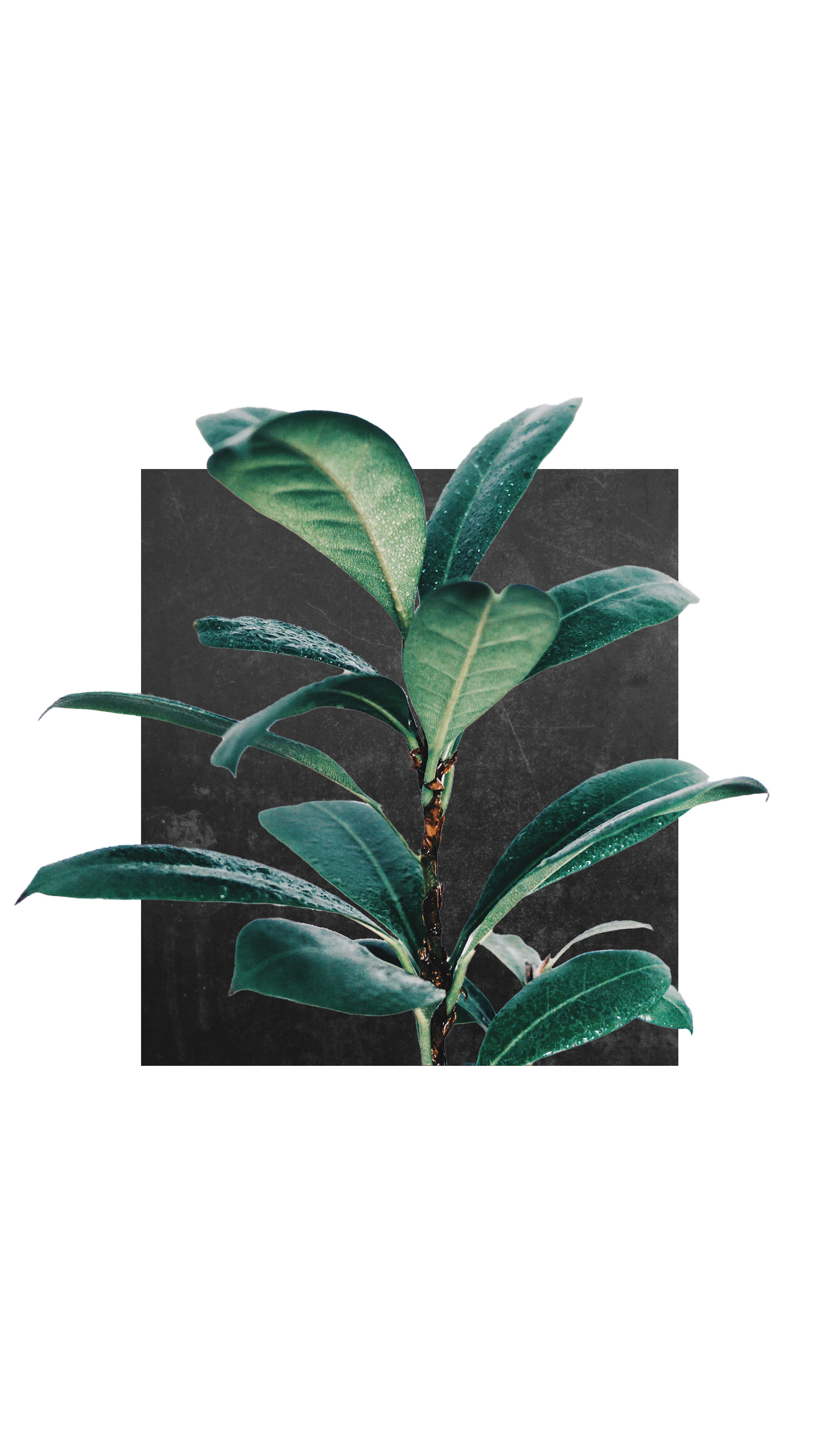 Plant Aesthetic 桌布 壁紙 — 一株茂盛的綠色植物帶有露水的葉子，從深色紋理正方形中浮現，背景是純白色。