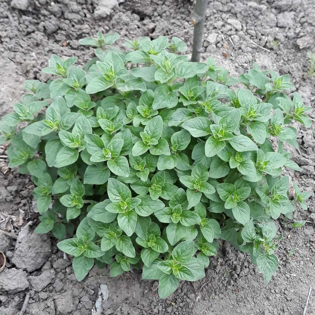 Plant 桌布 壁紙 — 一株茂盛的綠色草本植物，葉片圓潤，在自然光下密集生長於龜裂的泥土中。