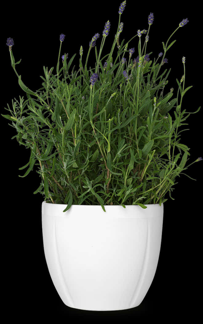 Potted Plant 桌布 壁紙 — 一株茂盛的薰衣草植物，帶有紫色花朵，放在白色陶瓷花盆中，背景為純黑色。