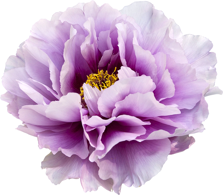 Peony 桌布 壁紙 — 一株茂盛的薰衣草牡丹，帶有褶邊花瓣和金色花心，在純黑背景下盛開。