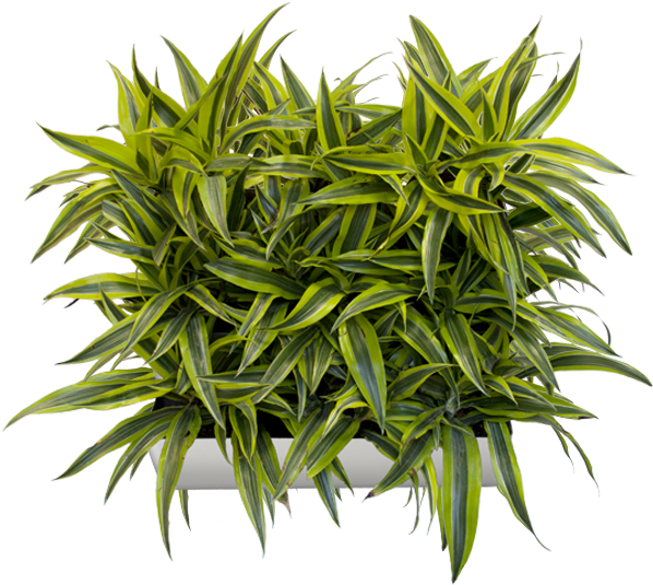 植物 桌布 壁紙 — 一株茂盛的雜色龍血樹，鮮綠色和黃色的葉子從白色花盆中傾瀉而出，襯托在純黑色背景上。
