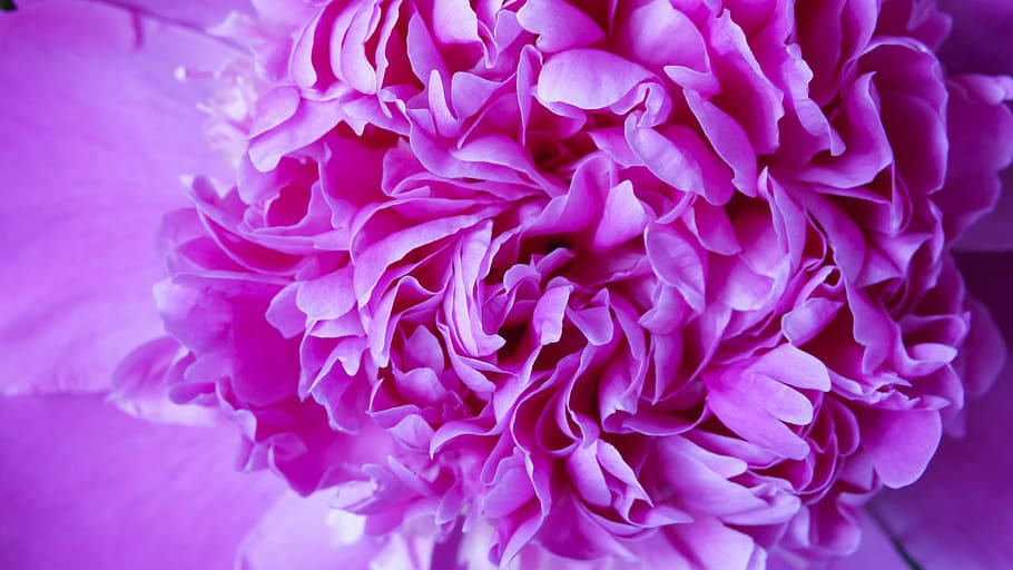 Peony 桌布 壁紙 — 一株茂盛紫色牡丹的特寫，皺褶花瓣在模糊的紫羅蘭色背景下柔和發光。