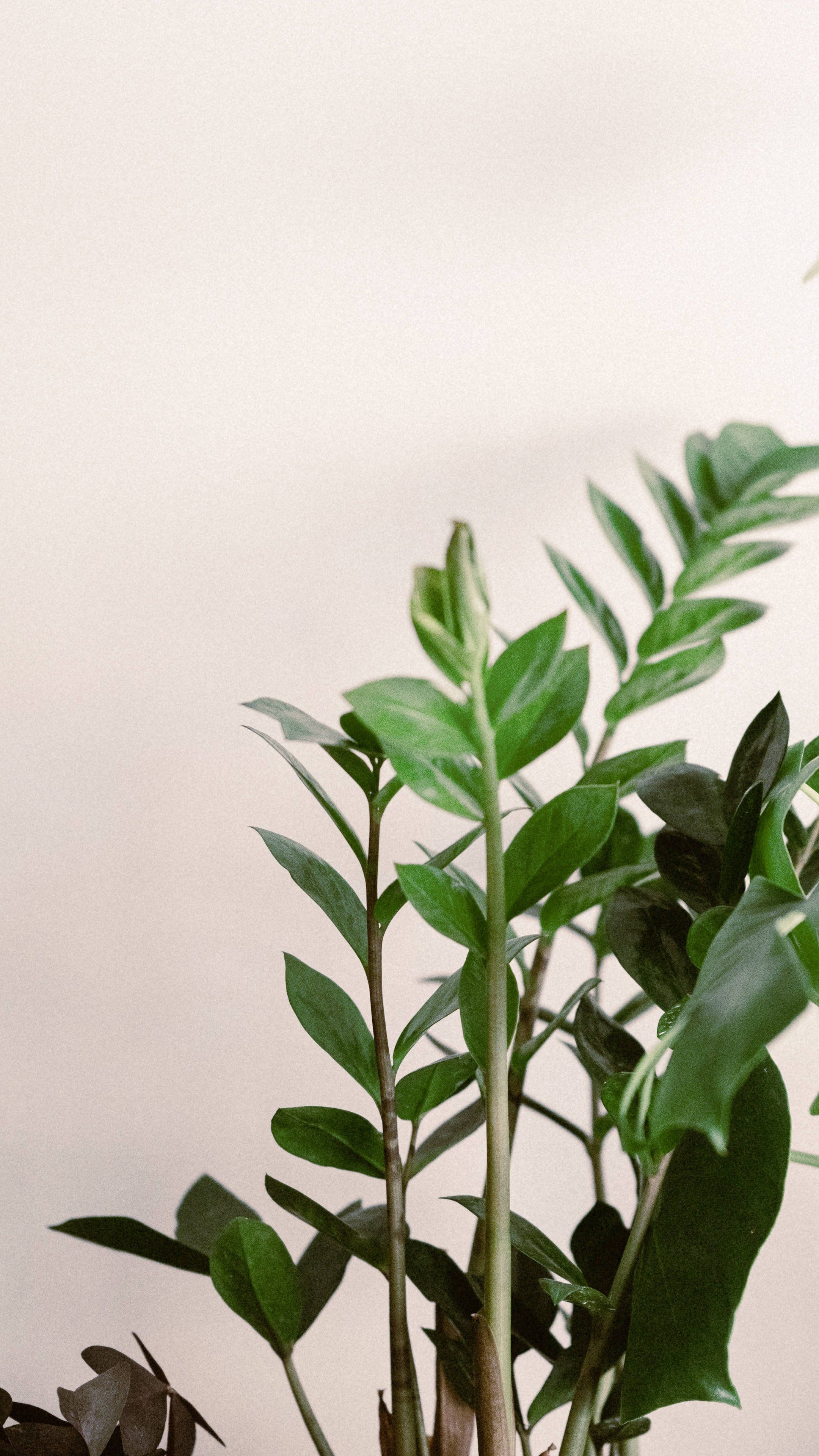 Plant Aesthetic 桌布 壁紙 — 一株茂盛綠色ZZ植物的特寫，葉片光澤，背景是柔和米色。