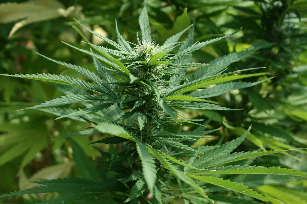 大麻 桌布 壁紙 — 一株茂盛綠色大麻植物的特寫，帶有鋸齒狀葉片和盛開的花朵，在明亮的日光下。