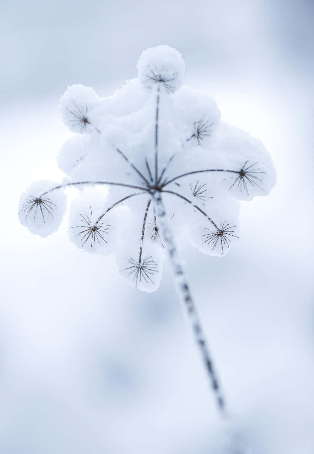 Winter Flowers 桌布 壁紙 — 一株覆蓋著雪的細膩植物，帶有複雜的種子頭，在柔和模糊的冬季背景中脫穎而出。