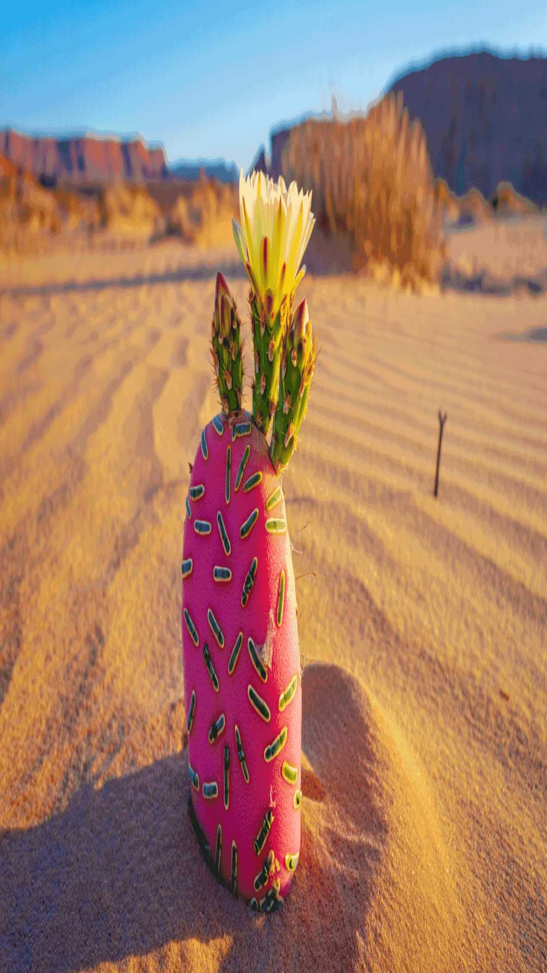 Cactus Flower 桌布 壁紙 — 一株鮮豔的粉紅色仙人掌，帶有綠色刺和盛開的黃色花朵，矗立在金色沙漠沙地上，背景是清澈的藍天。