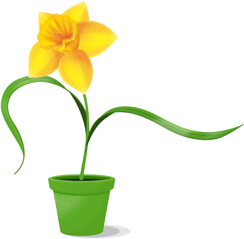水仙花 桌布 壁紙 — 一株鮮黃色的水仙花，種在綠色花盆中，葉片彎曲，襯托在純黑色背景上。