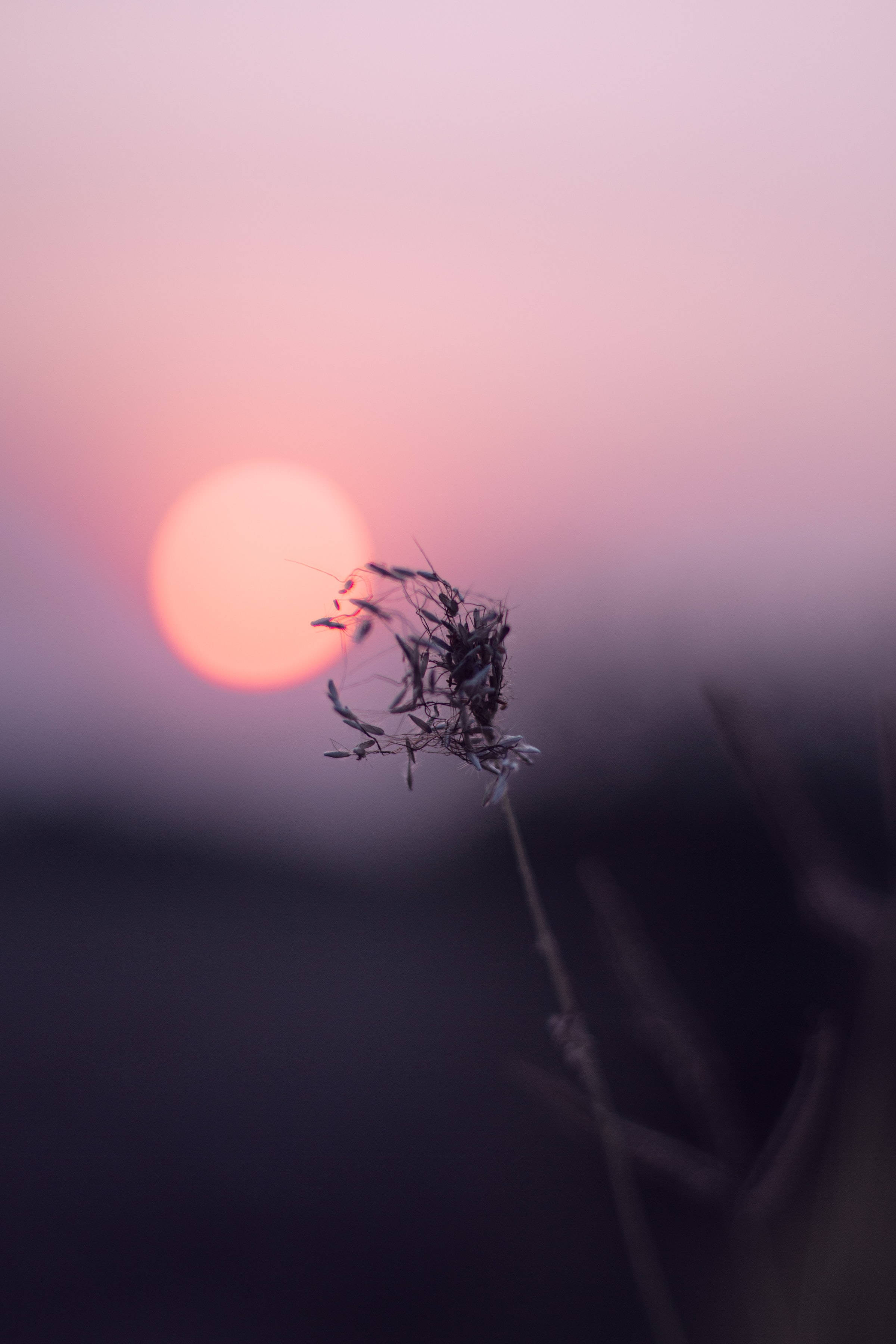 自然 桌布 壁紙 — 一根乾燥的草莖在柔和粉紅與橙色夕陽天空的襯托下形成剪影。
