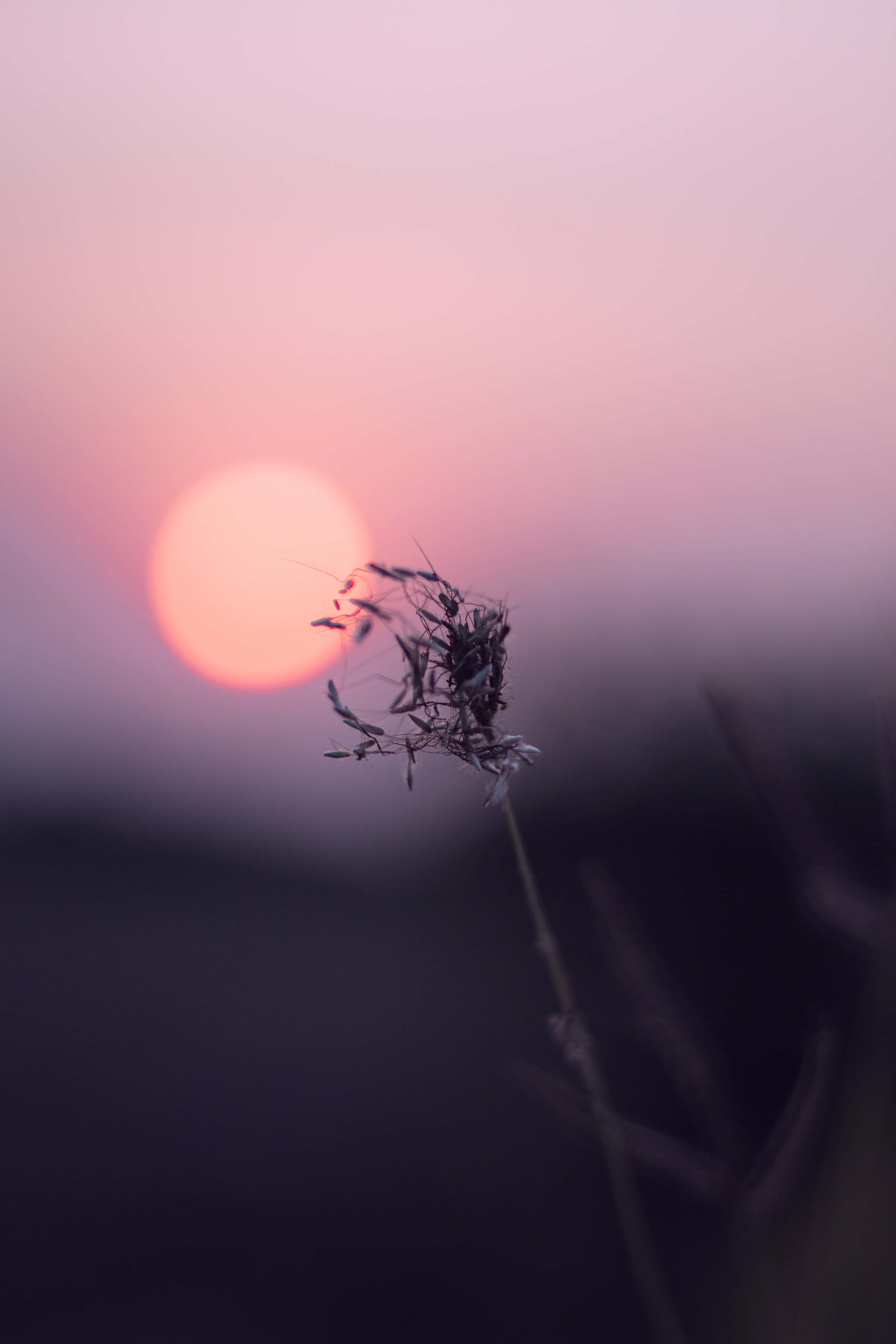 Calming 桌布 壁紙 — 一根乾草莖在柔和粉紅與橙色夕陽天空的襯托下形成剪影。