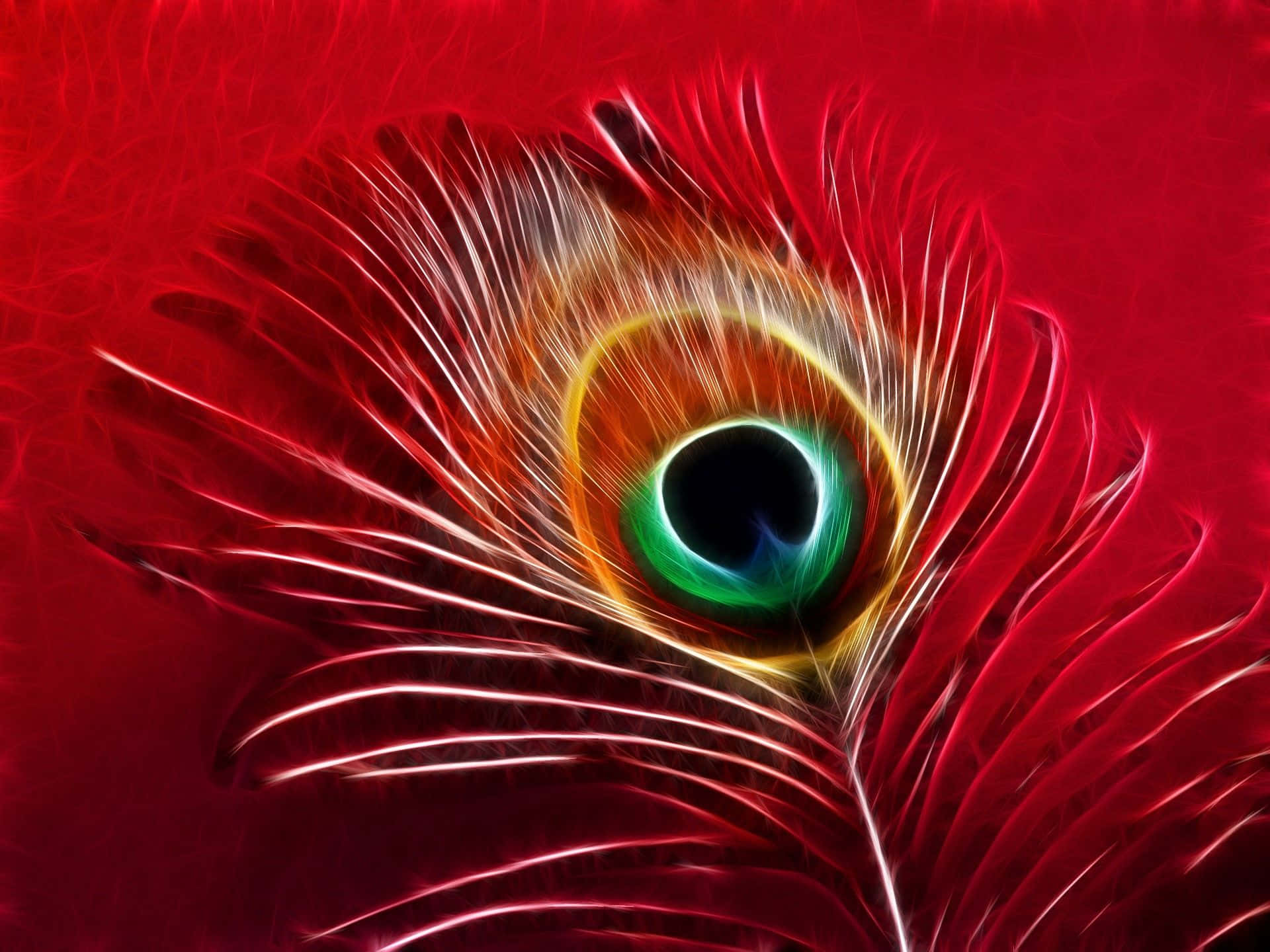 Peacock Feather 桌布 壁紙 — 一根充滿活力的孔雀羽毛，帶有虹彩的綠色、藍色和金色眼睛，襯著火紅的紋理背景。