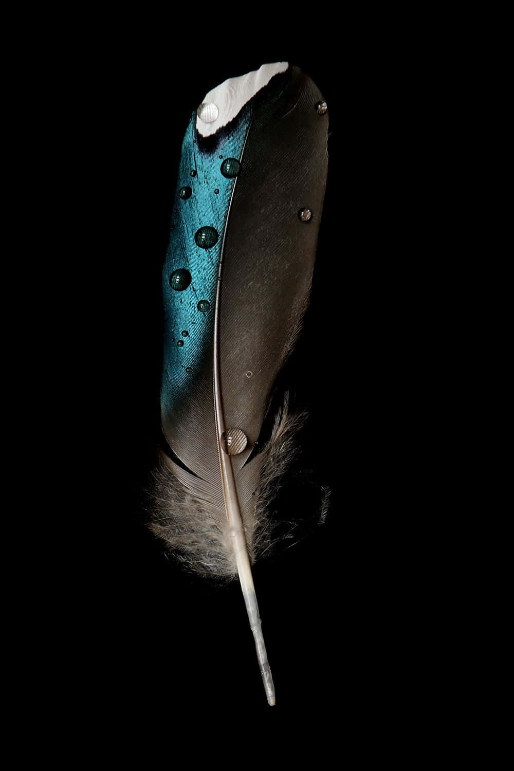 Feather 桌布 壁紙 — 一根單一的彩虹色青綠和棕色羽毛，帶有水珠，在純黑色背景上閃閃發光。