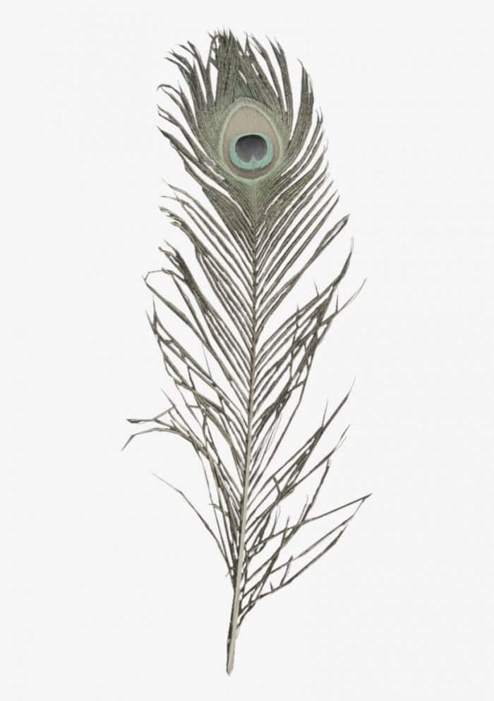 Peacock Feather 桌布 壁紙 — 一根單獨的孔雀羽毛，帶有複雜的眼睛圖案和精緻的灰色羽枝，襯在純白色背景上。