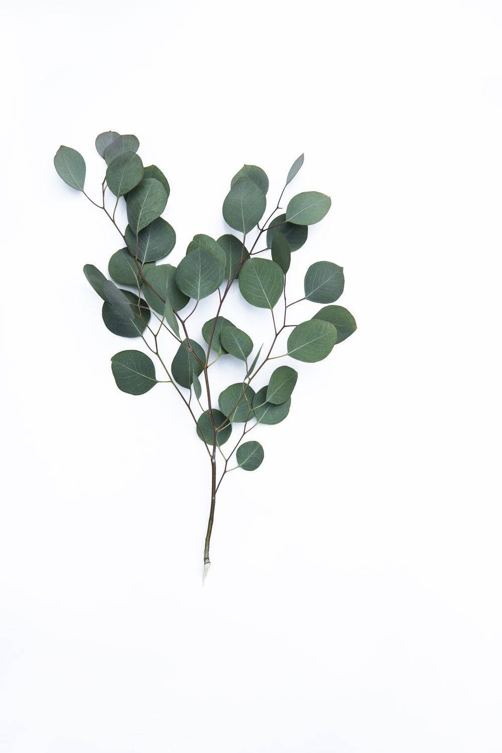 Plant 桌布 壁紙 — 一根單獨的尤加利樹枝，帶有圓形綠色葉子，在純白背景上優雅地伸展。