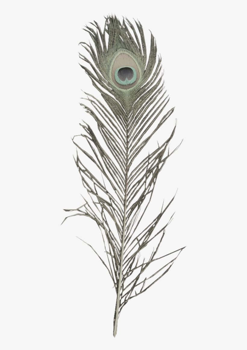 Peacock Feather 桌布 壁紙 — 一根孔雀羽毛，帶有複雜的眼睛圖案和精緻的倒刺，背景單一。