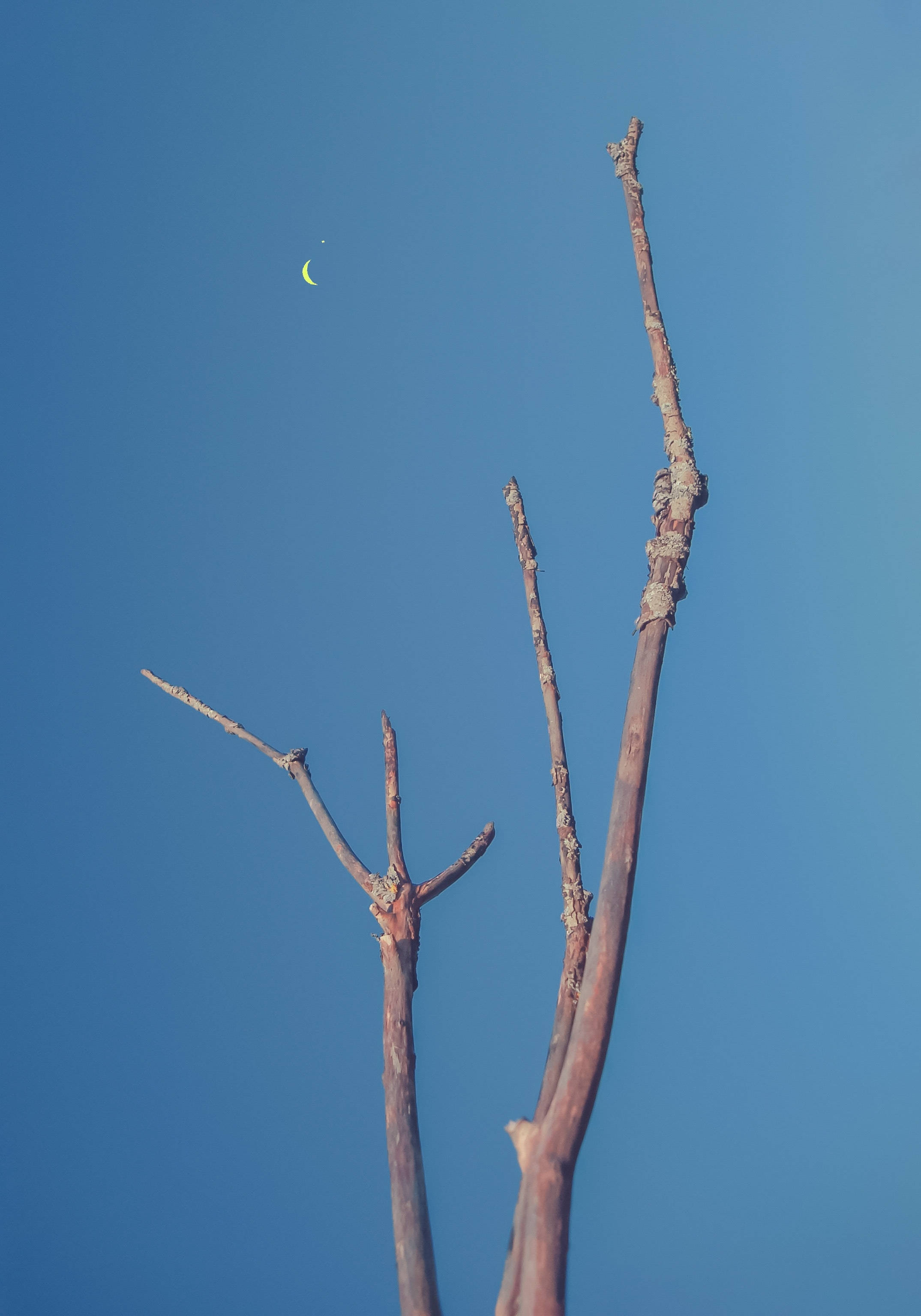 Crescent 桌布 壁紙 — 一根孤獨的禿樹枝向上伸展，對著清澈的藍天，上方有一彎新月柔和地發光。