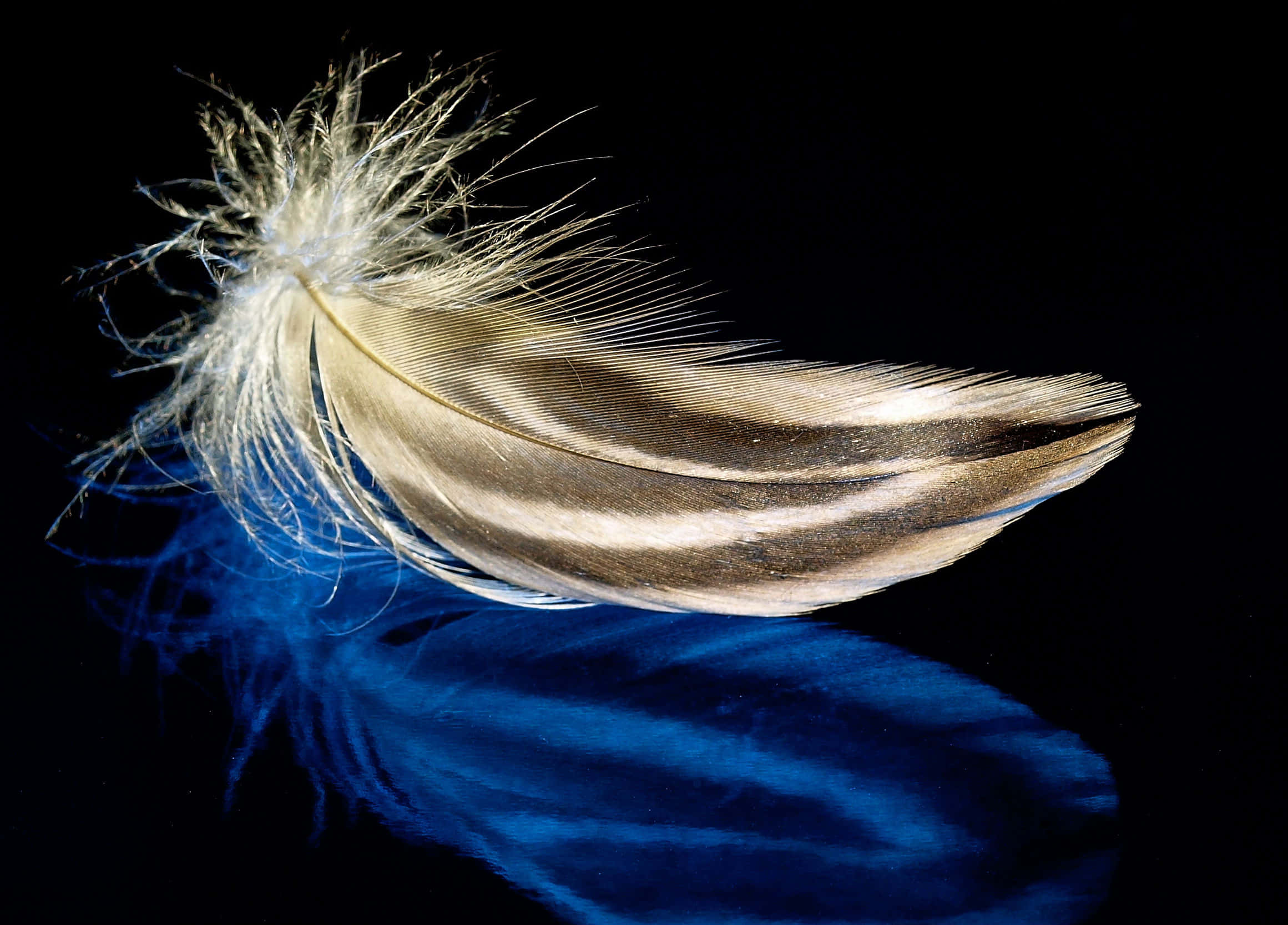 Feather 桌布 壁紙 — 一根帶有棕色和白色條紋的羽毛，放在光滑的黑色表面上，投射出鮮豔的藍色倒影。