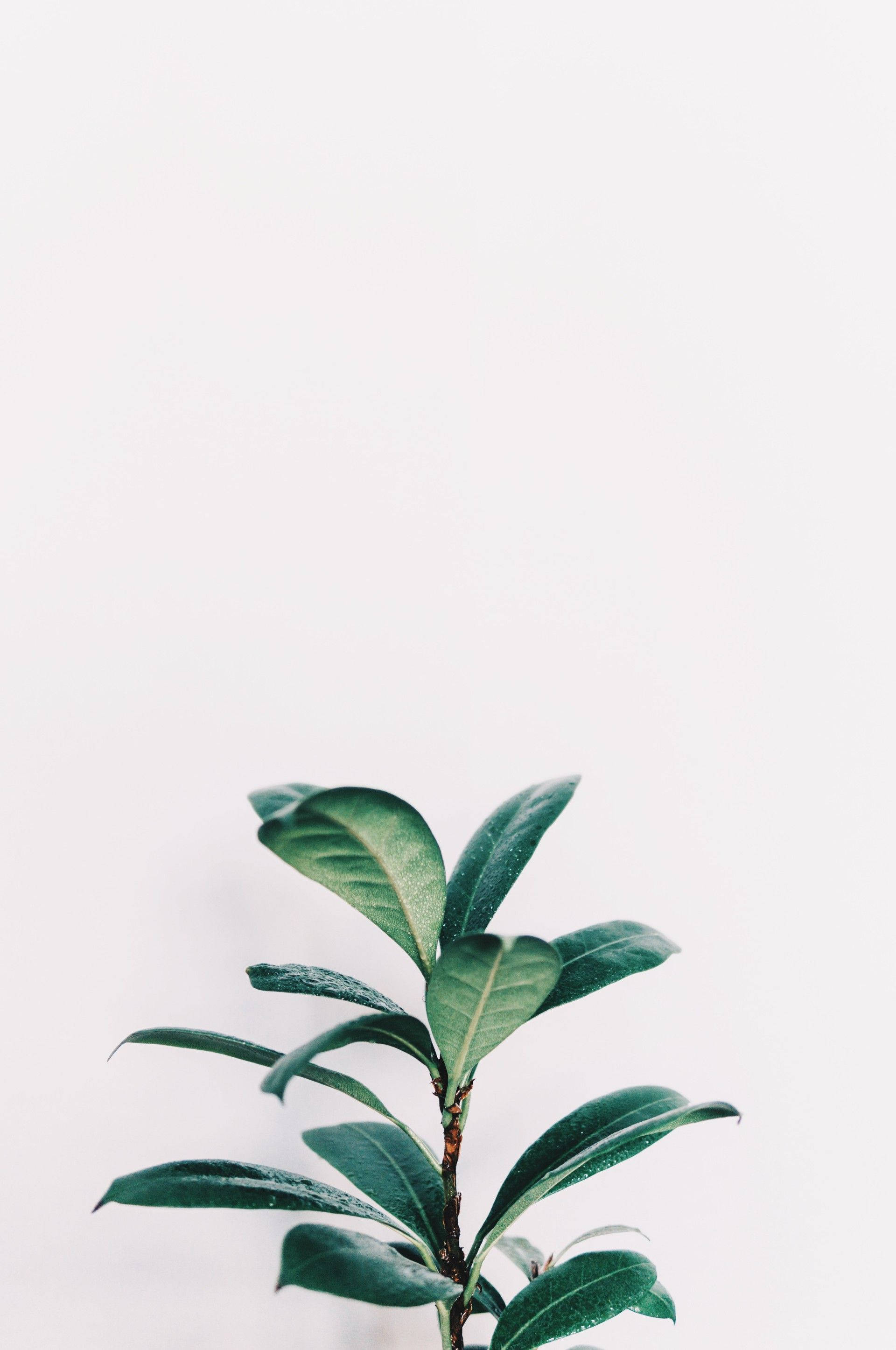 Plants iPhone 桌布 壁紙 — 一根帶葉的綠色植物莖在純白背景上豎立，帶有柔和陰影。