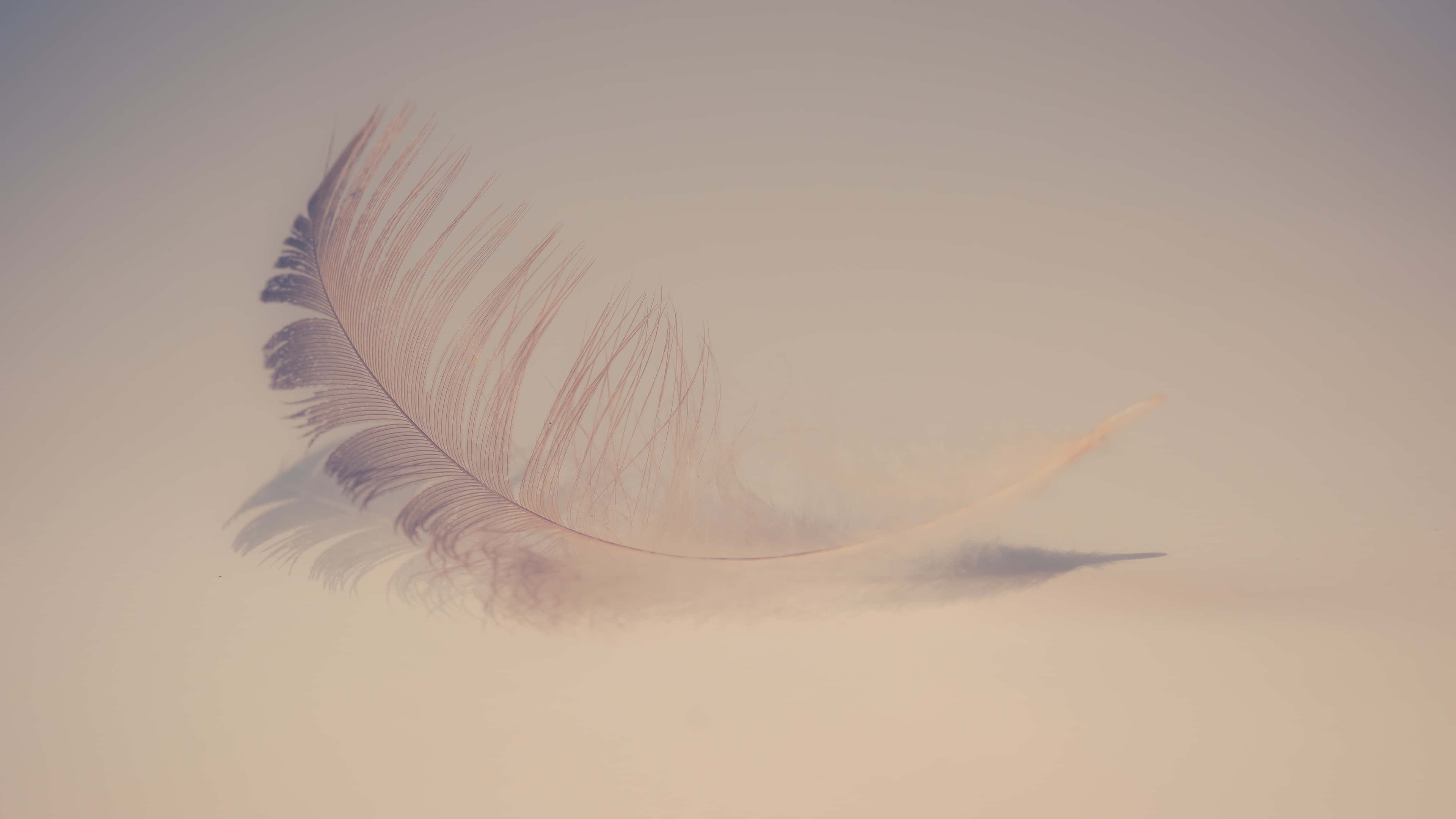 Feather 桌布 壁紙 — 一根柔軟的羽毛，帶有細膩的粉紅色和灰色色調，輕輕地靠在柔和的米色背景上。