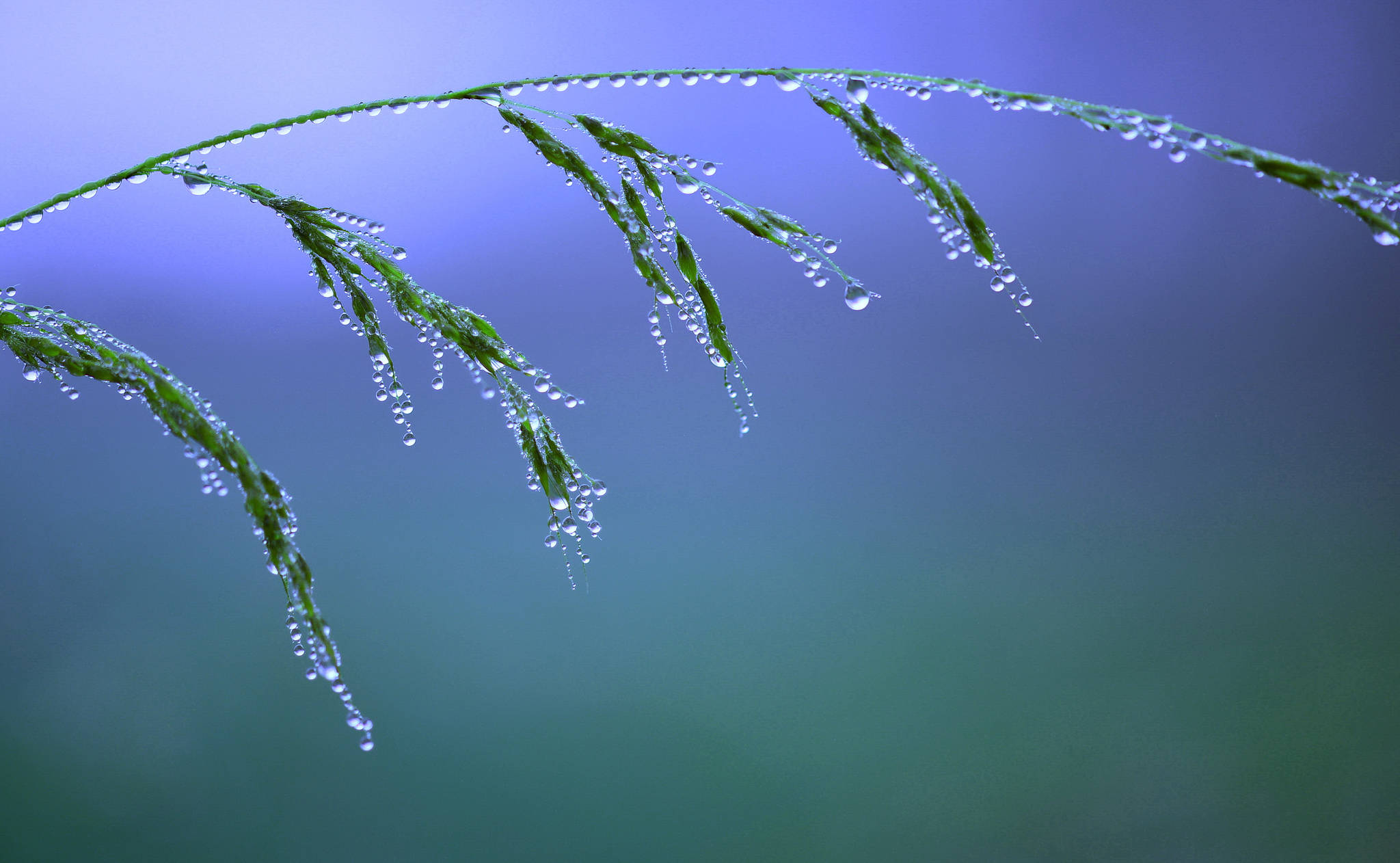 Falling Water 桌布 壁紙 — 一根沾滿露水的草莖在柔和的藍色漸層天空下優雅地彎曲。