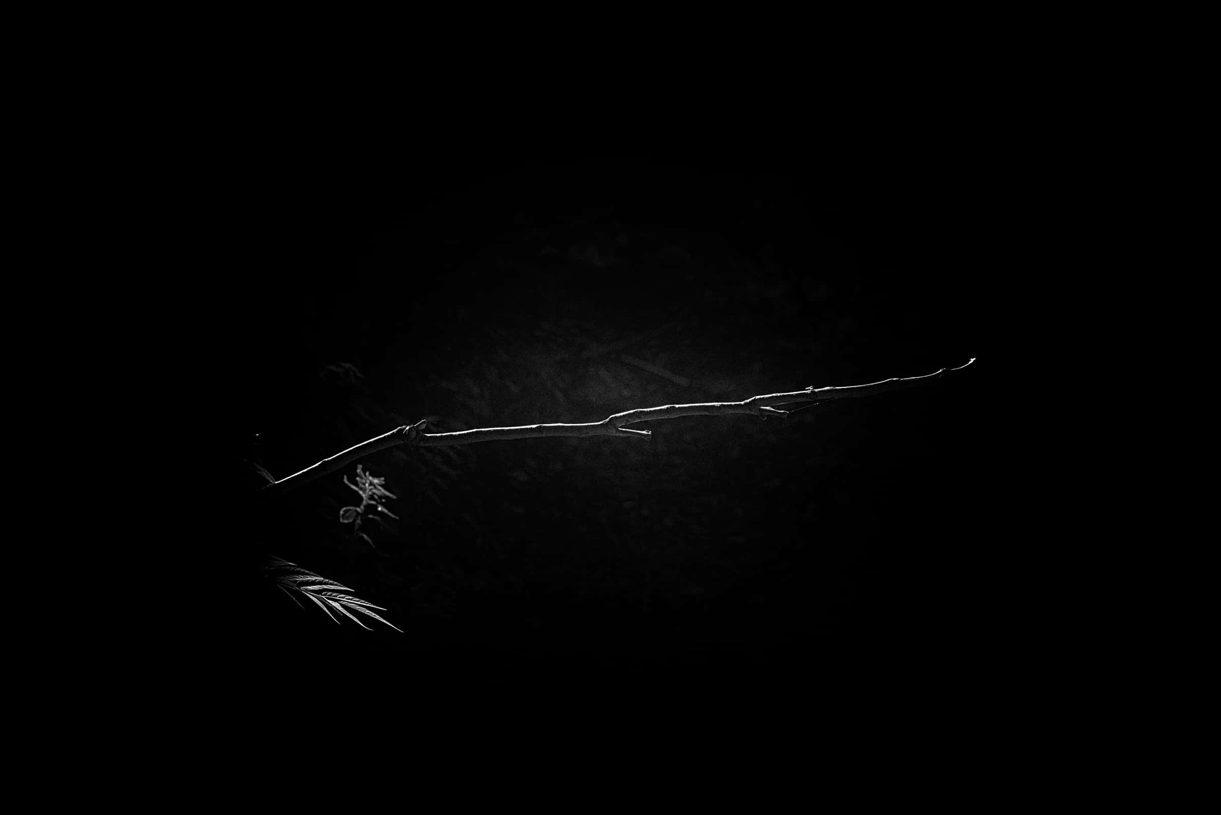 Minimalist Monochrome 桌布 壁紙 — 一根發光的樹枝，帶有精緻的葉子，在深黑色背景上對角伸展。
