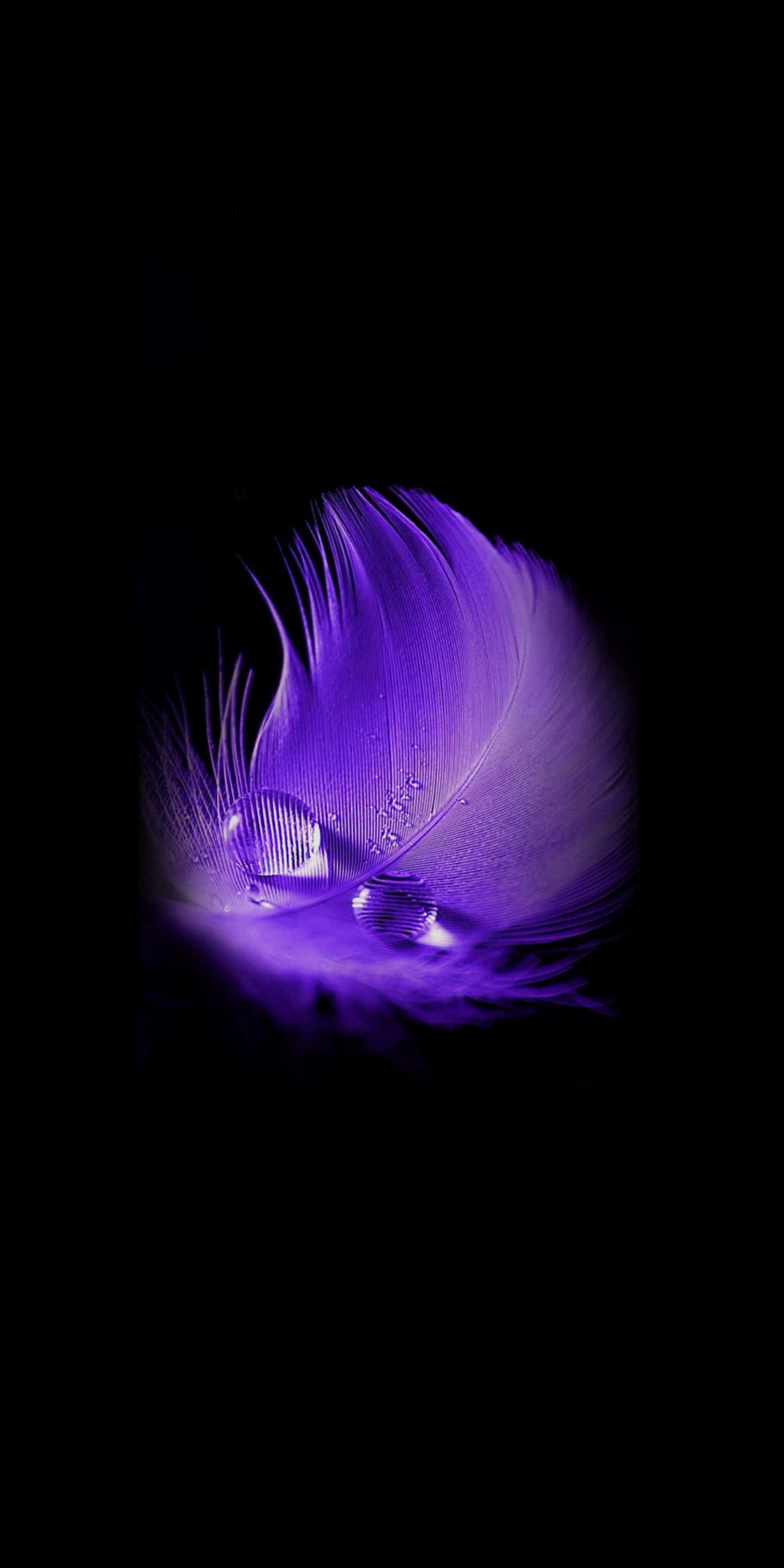 Purple Feathers 桌布 壁紙 — 一根發光的紫色羽毛，帶有露珠，在漆黑的背景下被照亮。