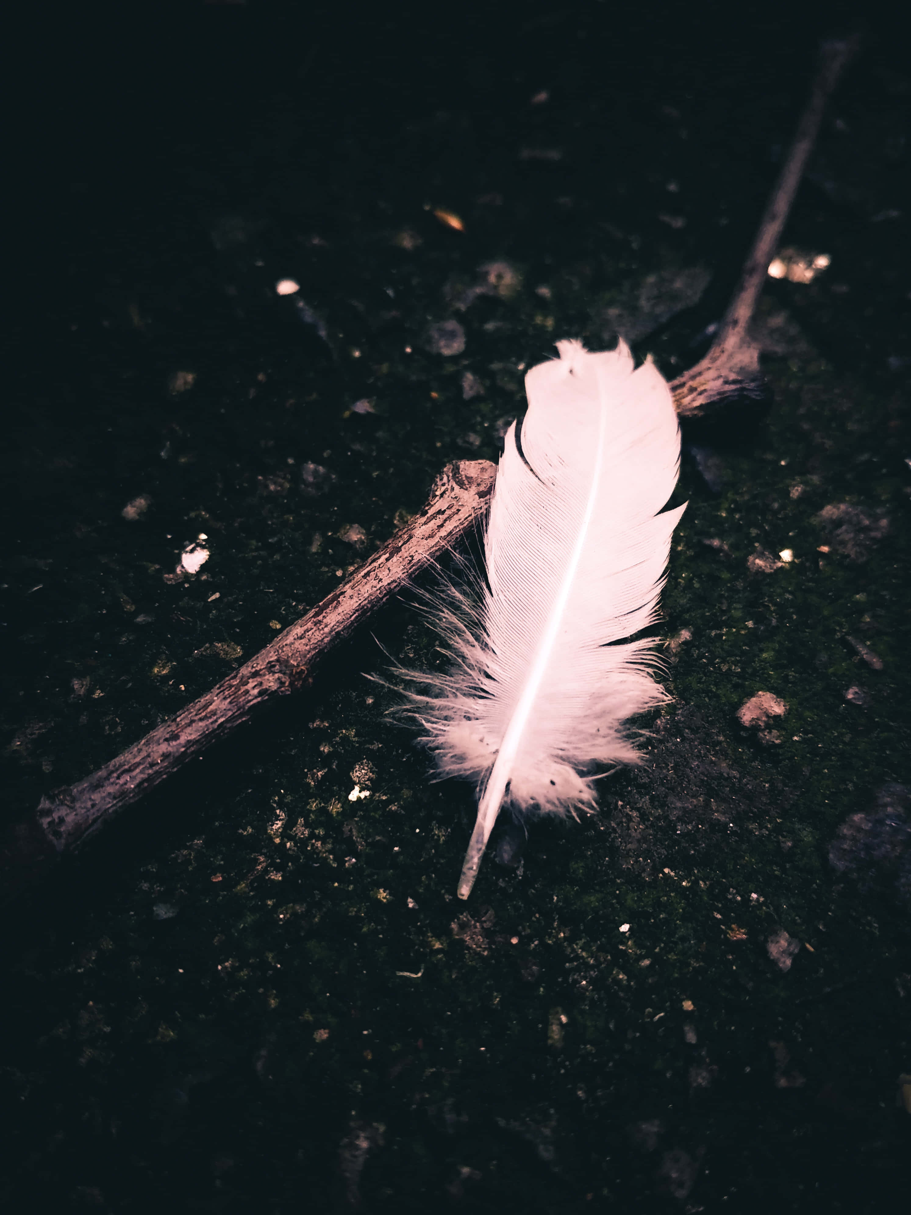 Feather 桌布 壁紙 — 一根白色羽毛在昏暗燈光下輕輕地放在深色苔蘚上，旁邊有一根小樹枝。