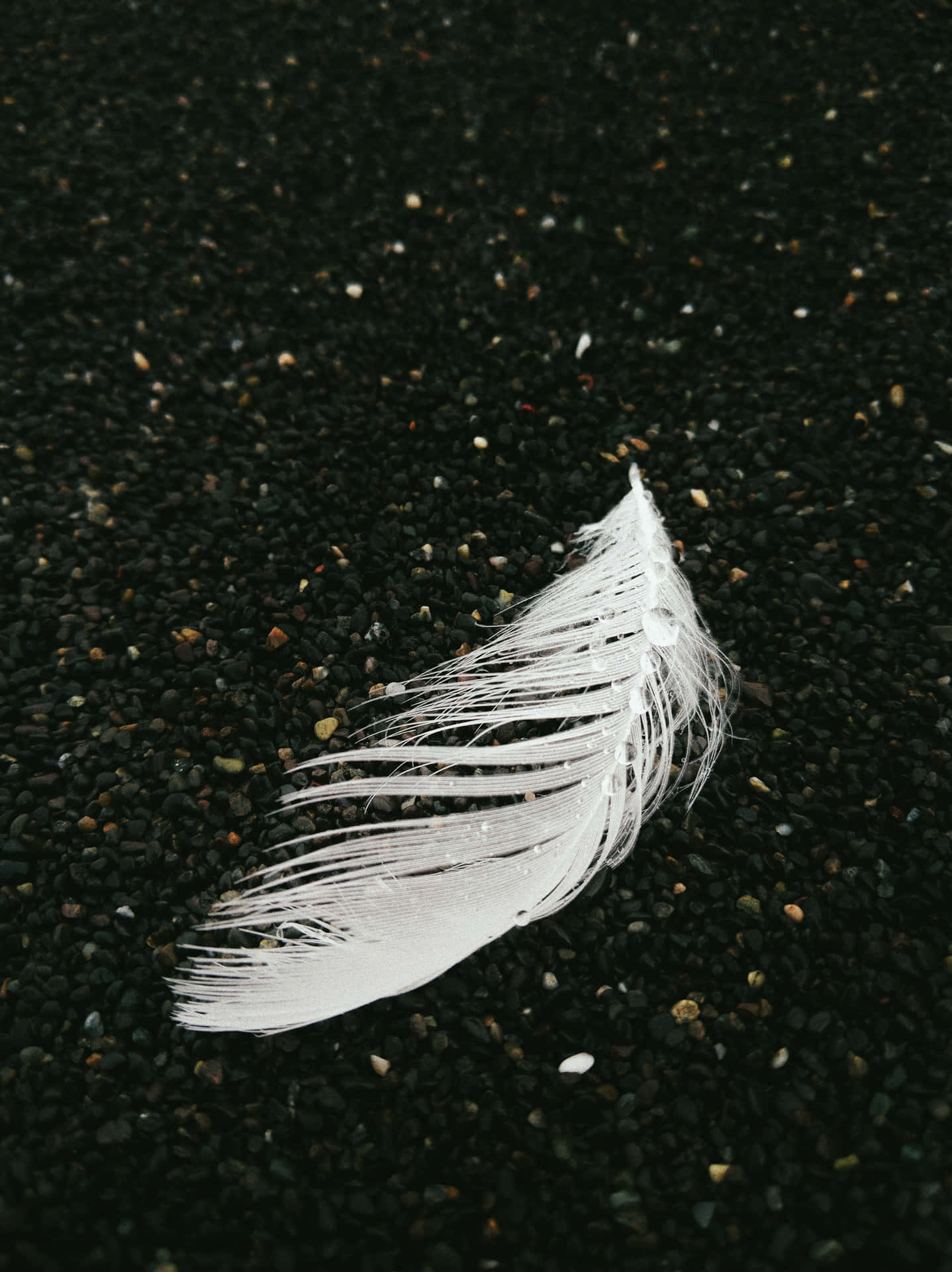 Feather 桌布 壁紙 — 一根白色羽毛輕輕地躺在點綴著細小彩色鵝卵石的深色火山沙上。