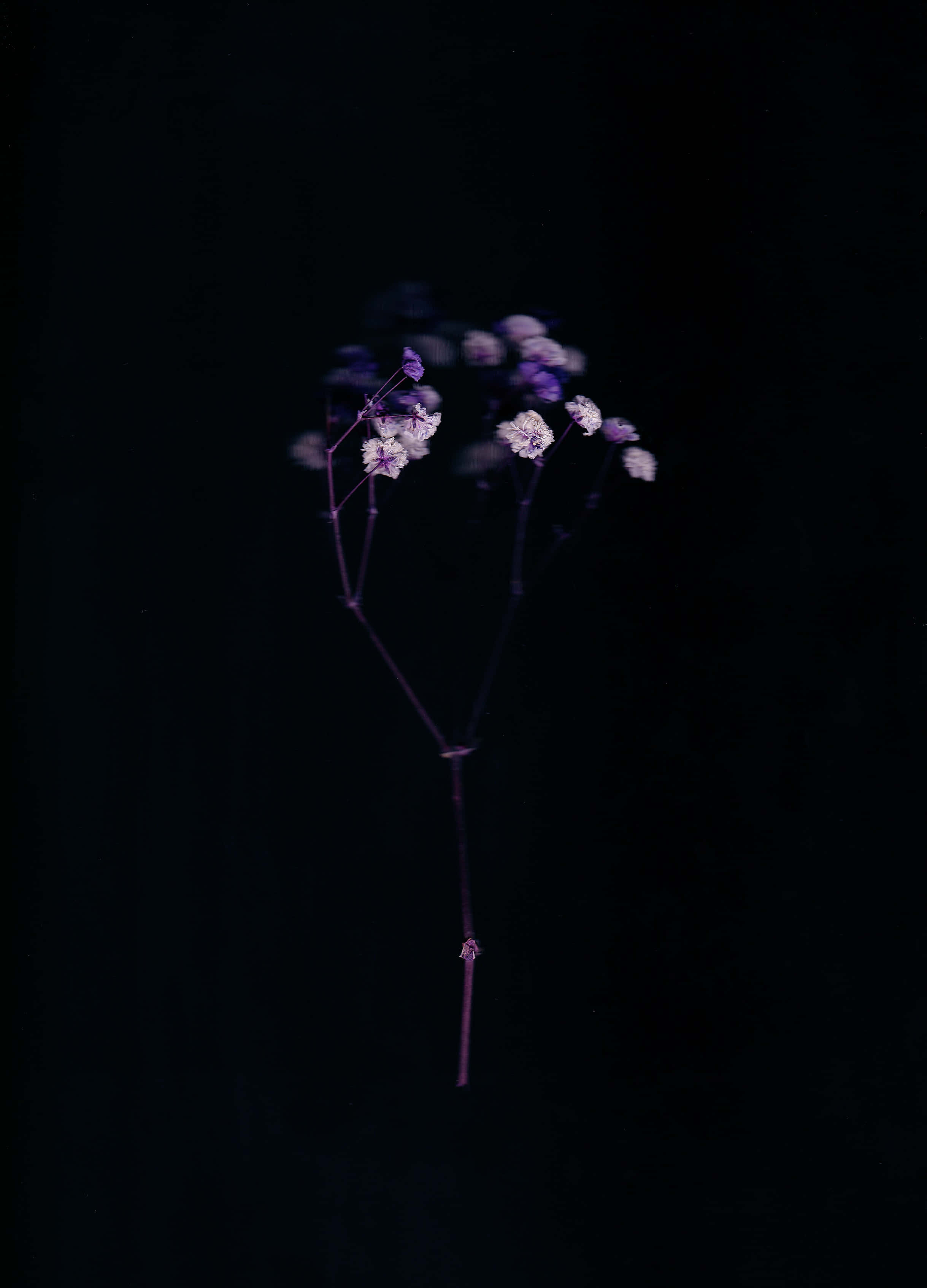 Aesthetic Black 桌布 壁紙 — 一根精緻的紫色花莖，帶著細小的花朵，在深黑色背景上柔和地發光。