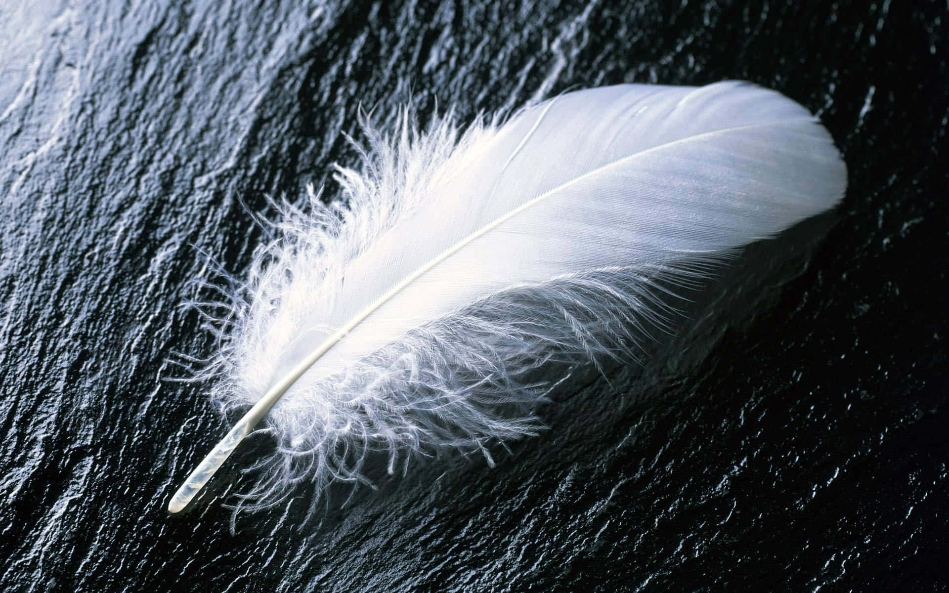 Feather 桌布 壁紙 — 一根純淨的白色羽毛輕輕地放在深色紋理石面上。