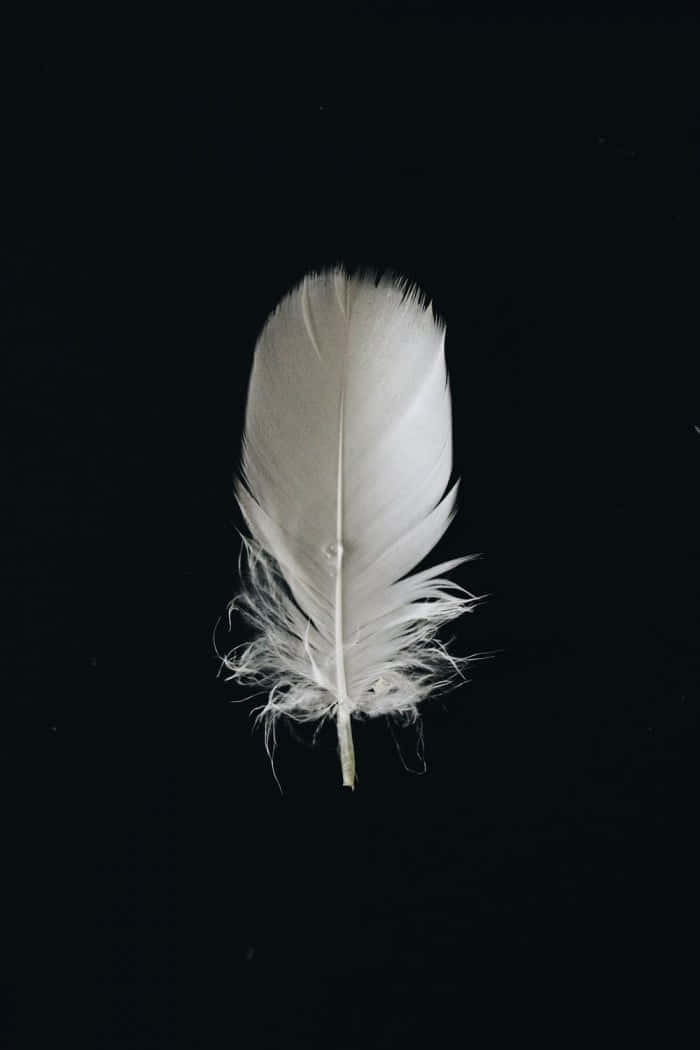 Peacock Feather 桌布 壁紙 — 一根純淨的白色羽毛靜置在純黑背景上，其細緻的羽枝被柔和地照亮。