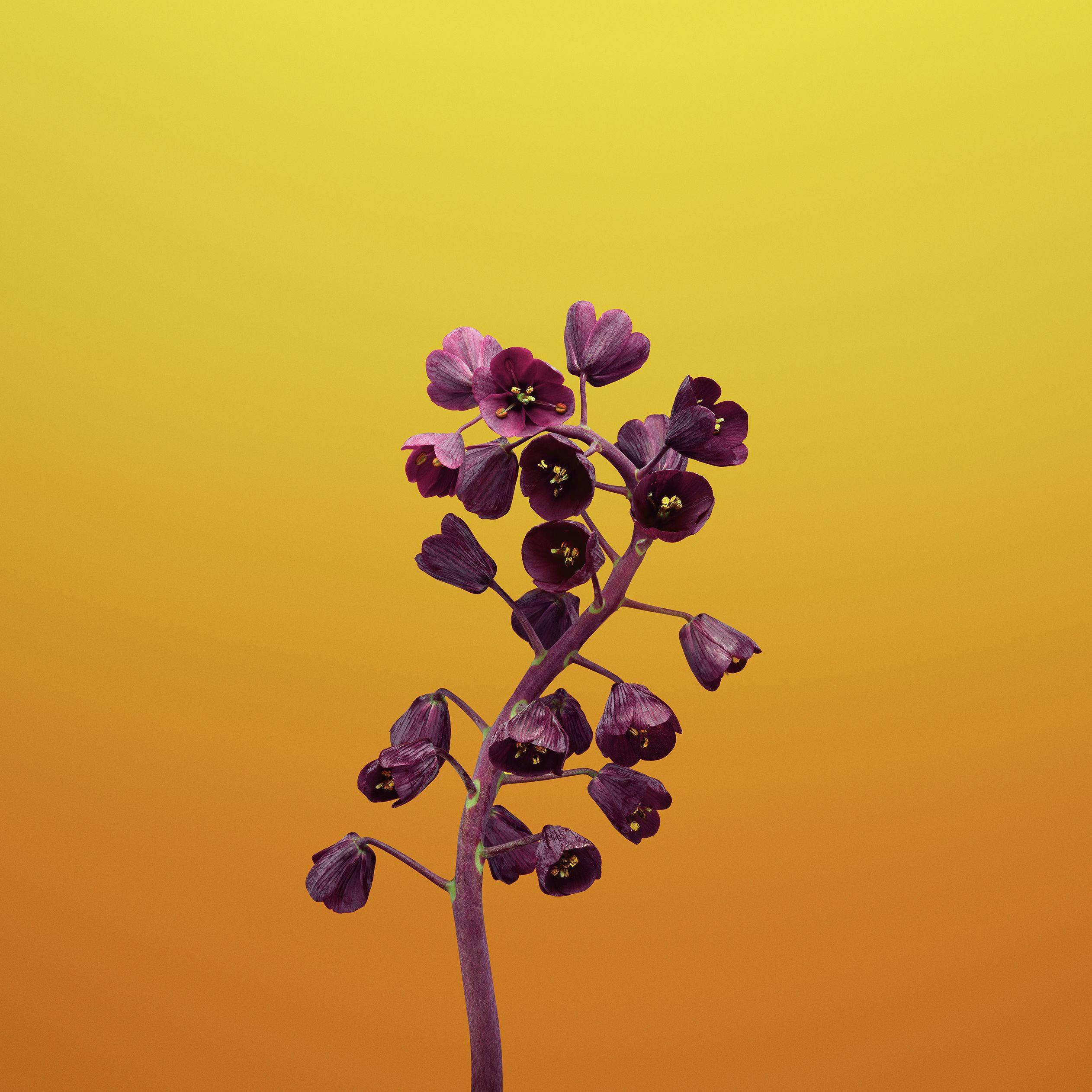 花朵蘋果 桌布 壁紙 — 一根紫色花莖，開著鐘形花朵，在溫暖的黃色到橙色漸變背景襯托下挺立。