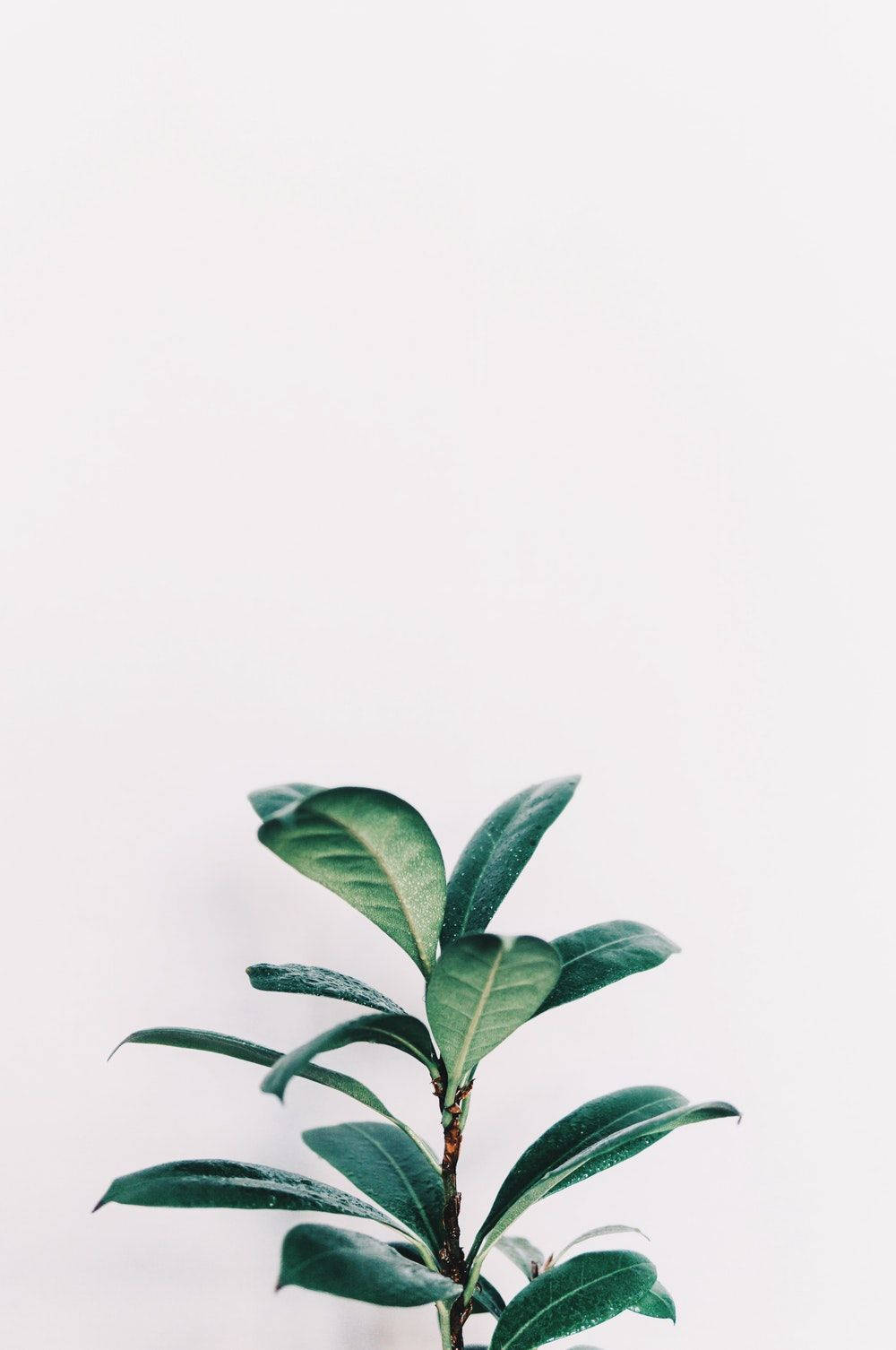 Plant Aesthetic 桌布 壁紙 — 一根綠色葉莖在柔和的自然光下，在純白色背景上豎立。
