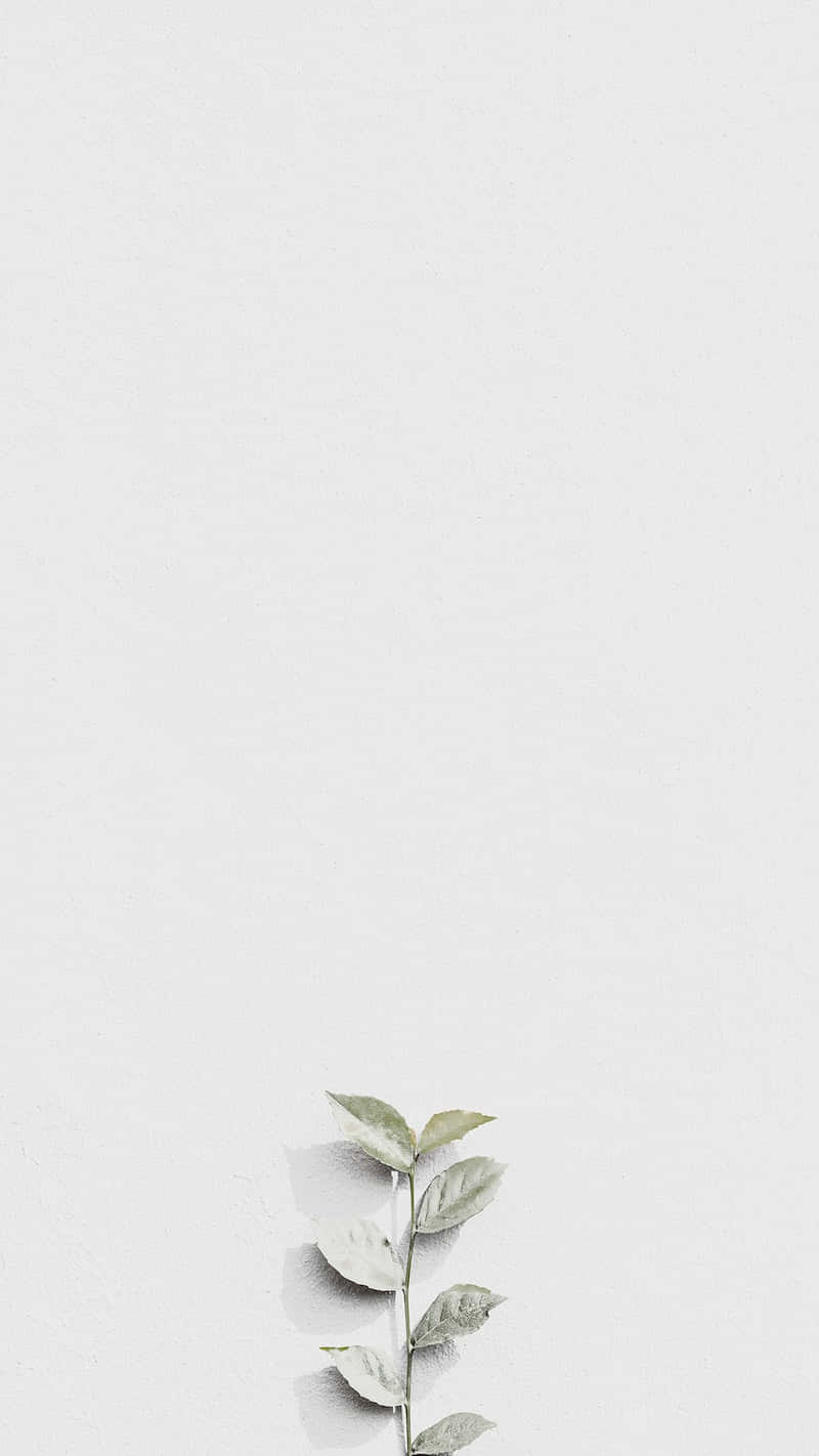 藝術 桌布 壁紙 — 一根纖細的綠色葉莖靠在一面極簡紋理白牆上，投下柔和的陰影。