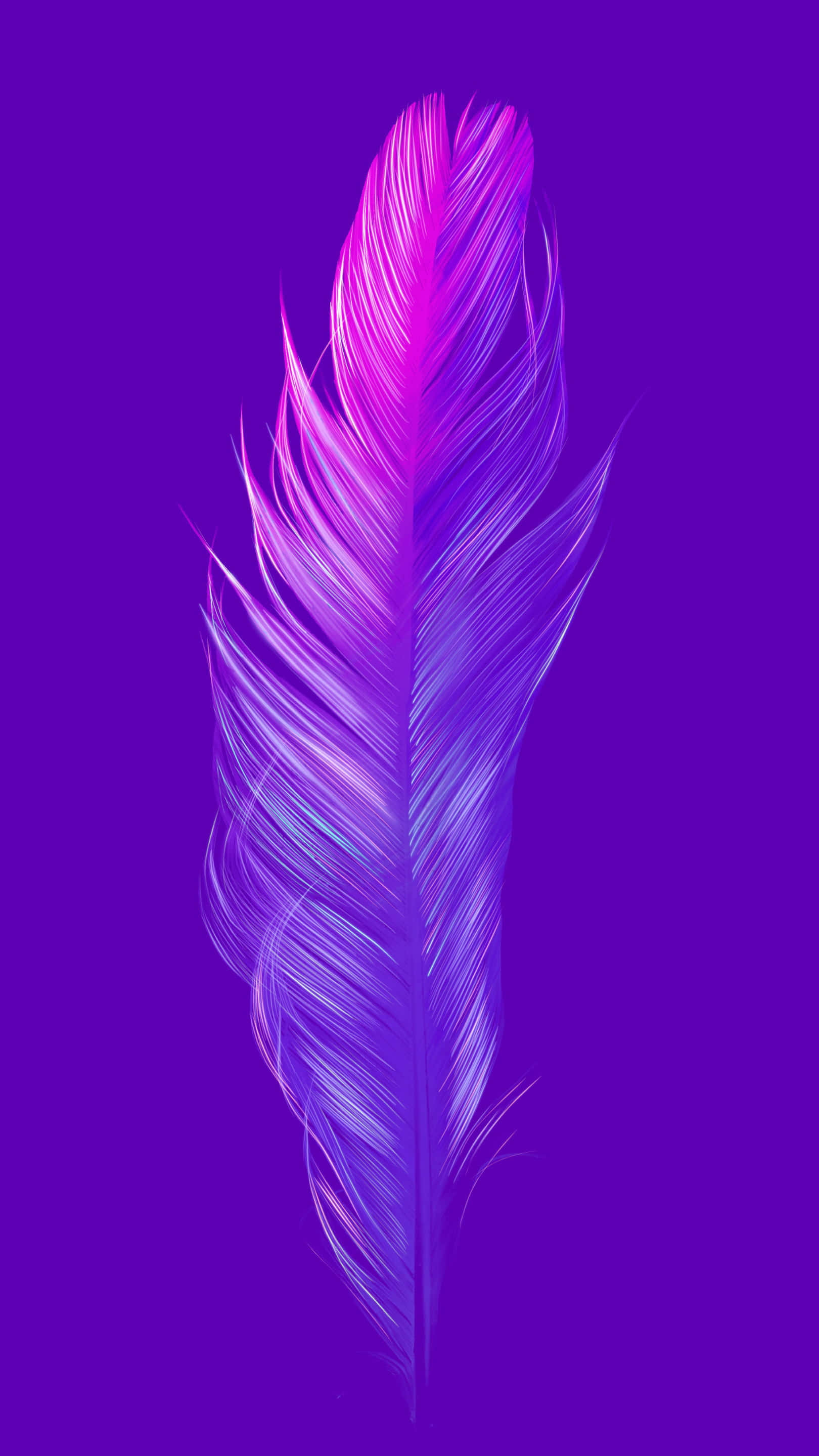 Purple Feathers 桌布 壁紙 — 一根羽毛在深紫色背景上散發出明亮的粉紅色和紫色色調。