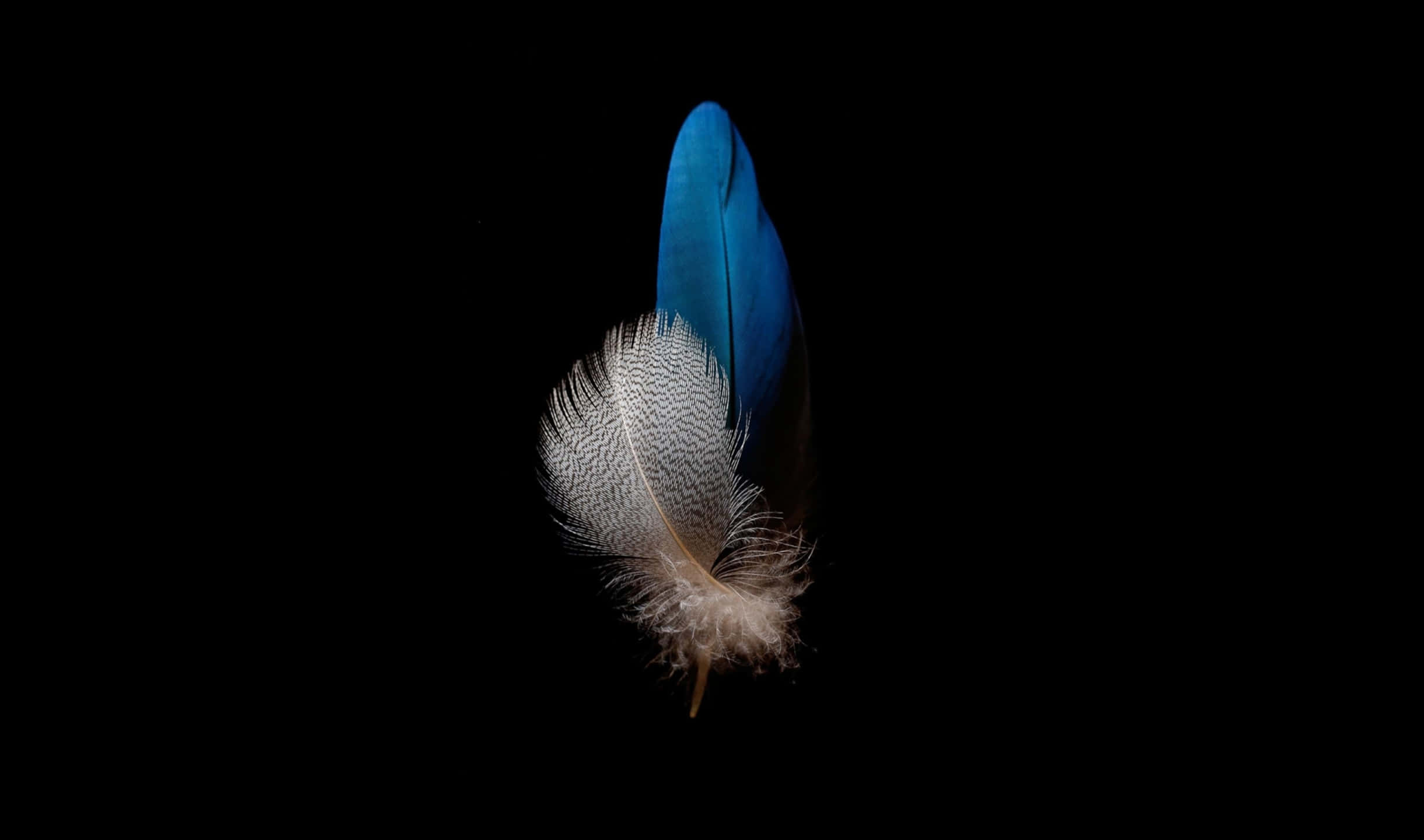 Feathers 桌布 壁紙 — 一根藍白相間的羽毛漂浮在純黑色背景上，光線照射凸顯其細膩紋理和漸變色調。