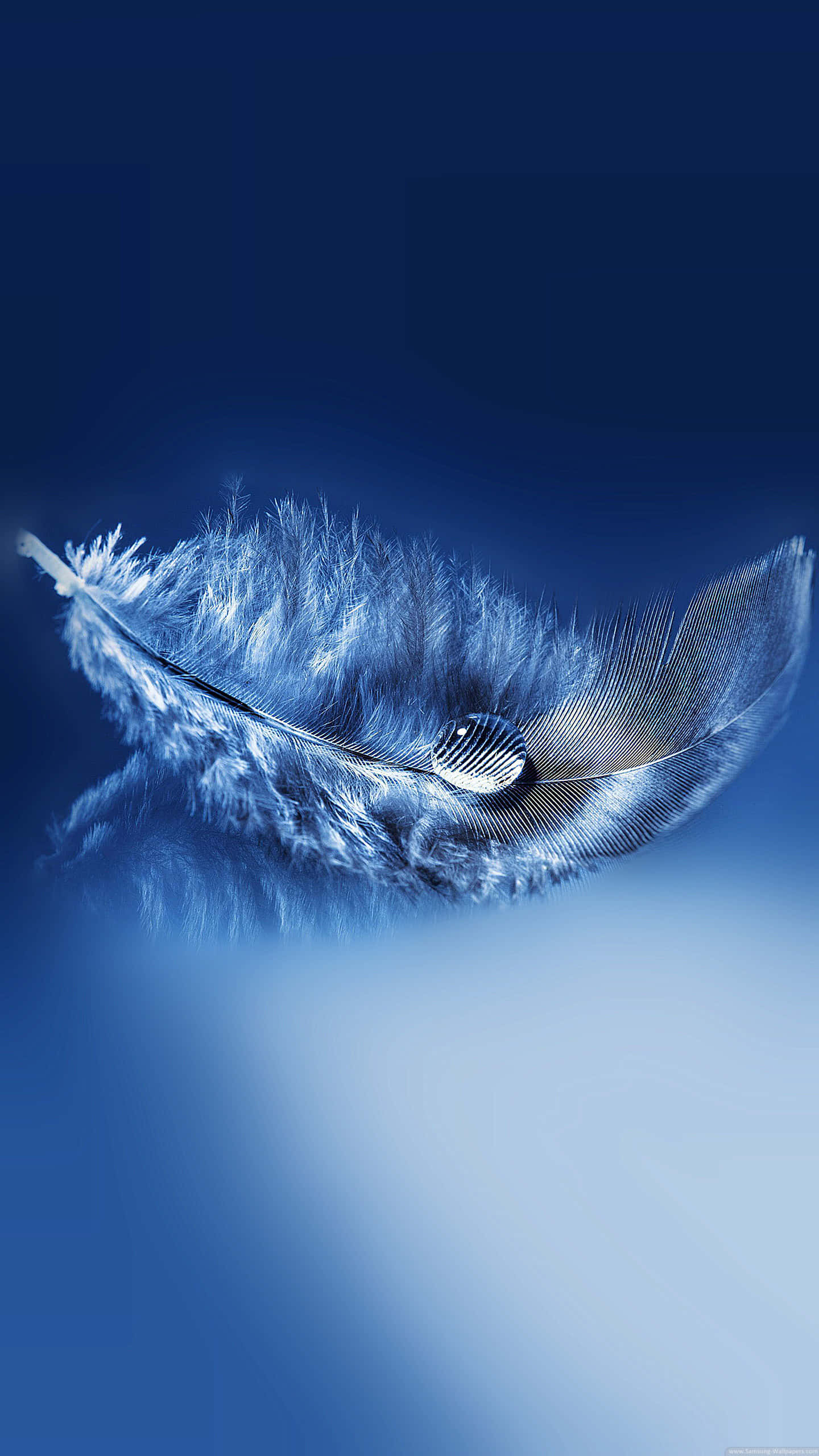 Feather 桌布 壁紙 — 一根藍色羽毛帶著露珠，靠在漸變藍色背景上，在空靈的光線下柔和地發光。