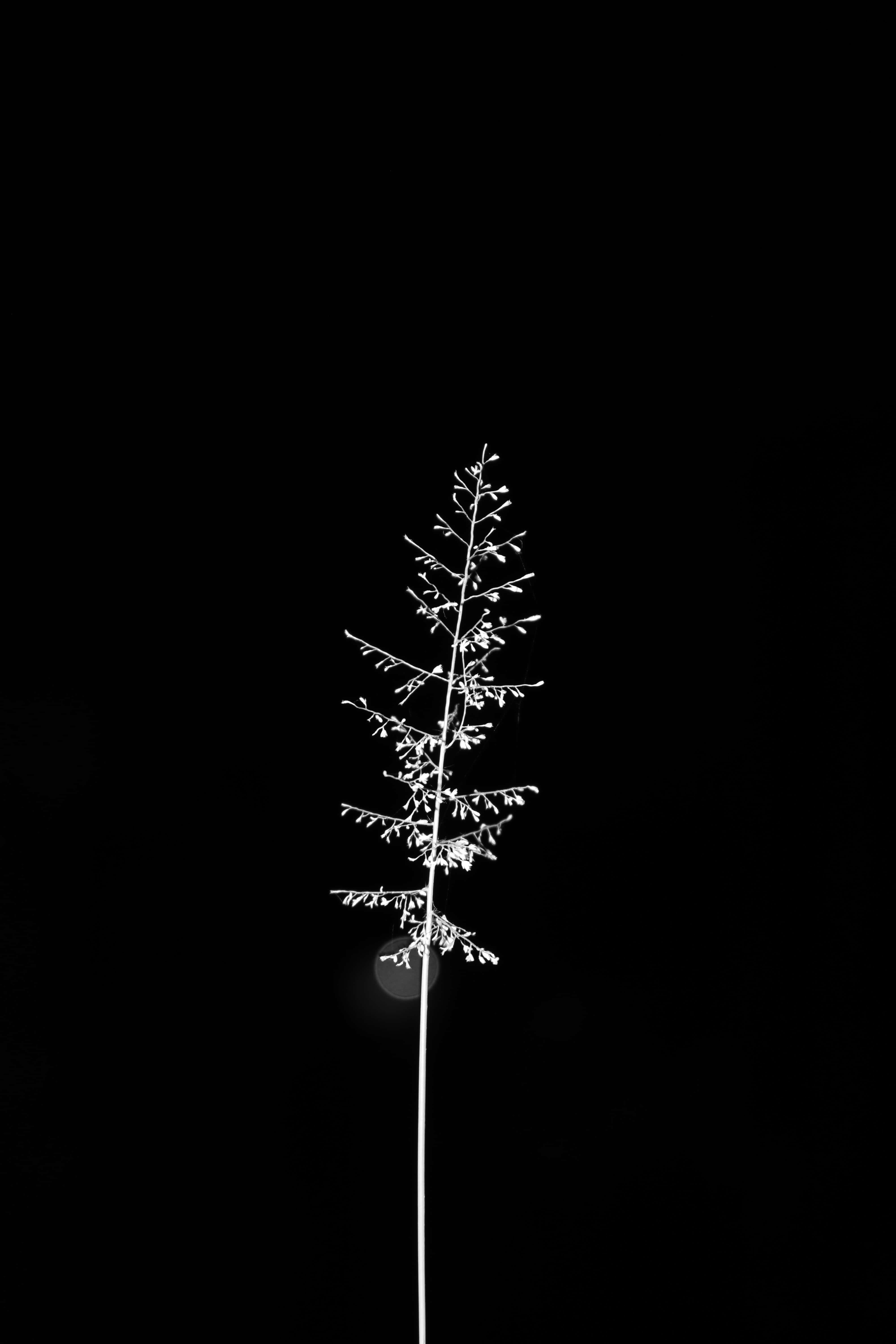 Minimalist Black And White 桌布 壁紙 — 一根被照亮的草莖，帶有精緻的種子頭，在純黑色背景下顯得格外突出。