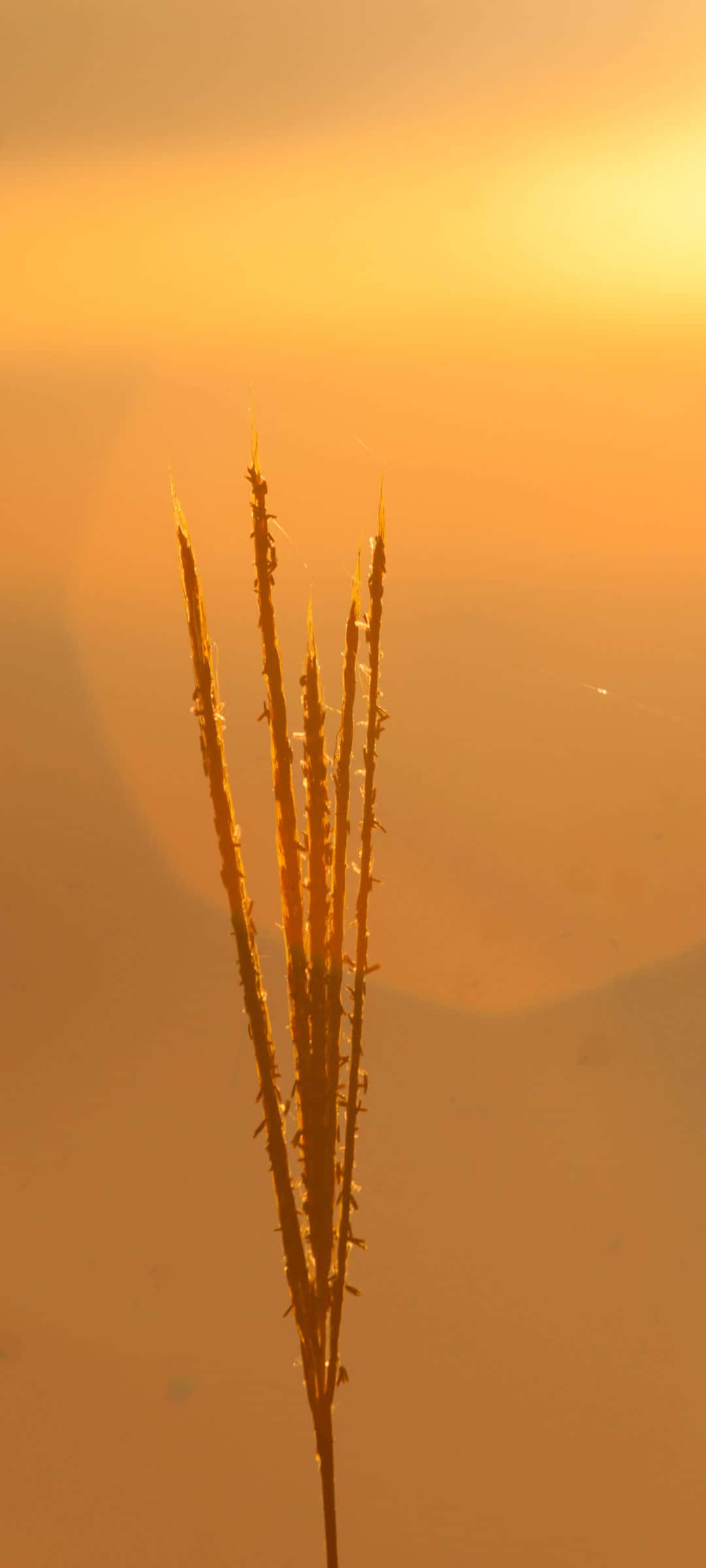 1080x2400 桌布 壁紙 — 一根金色的草莖在溫暖發光的日落天空襯托下形成剪影。